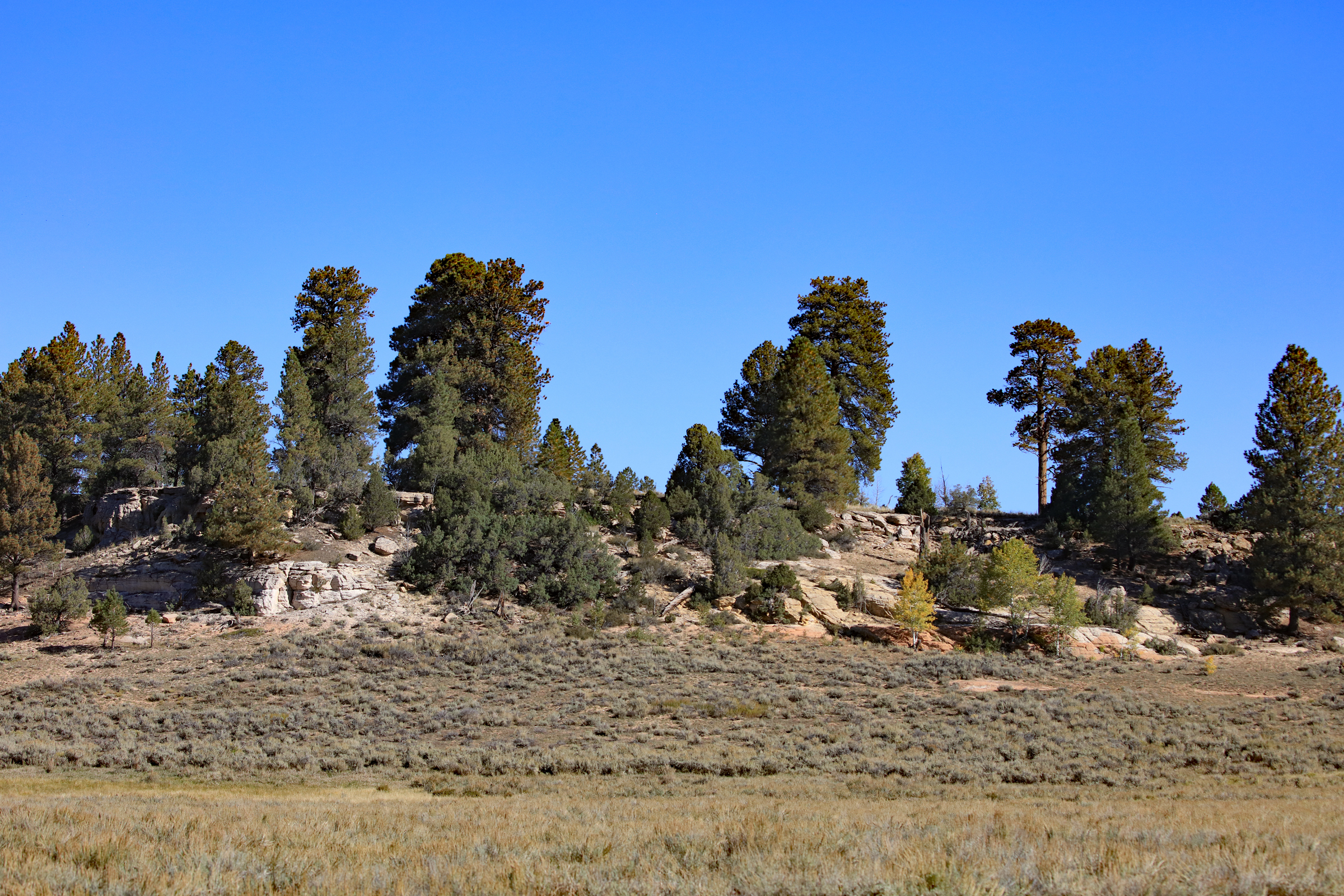 835 Acres in the Uncompaghre National Forest