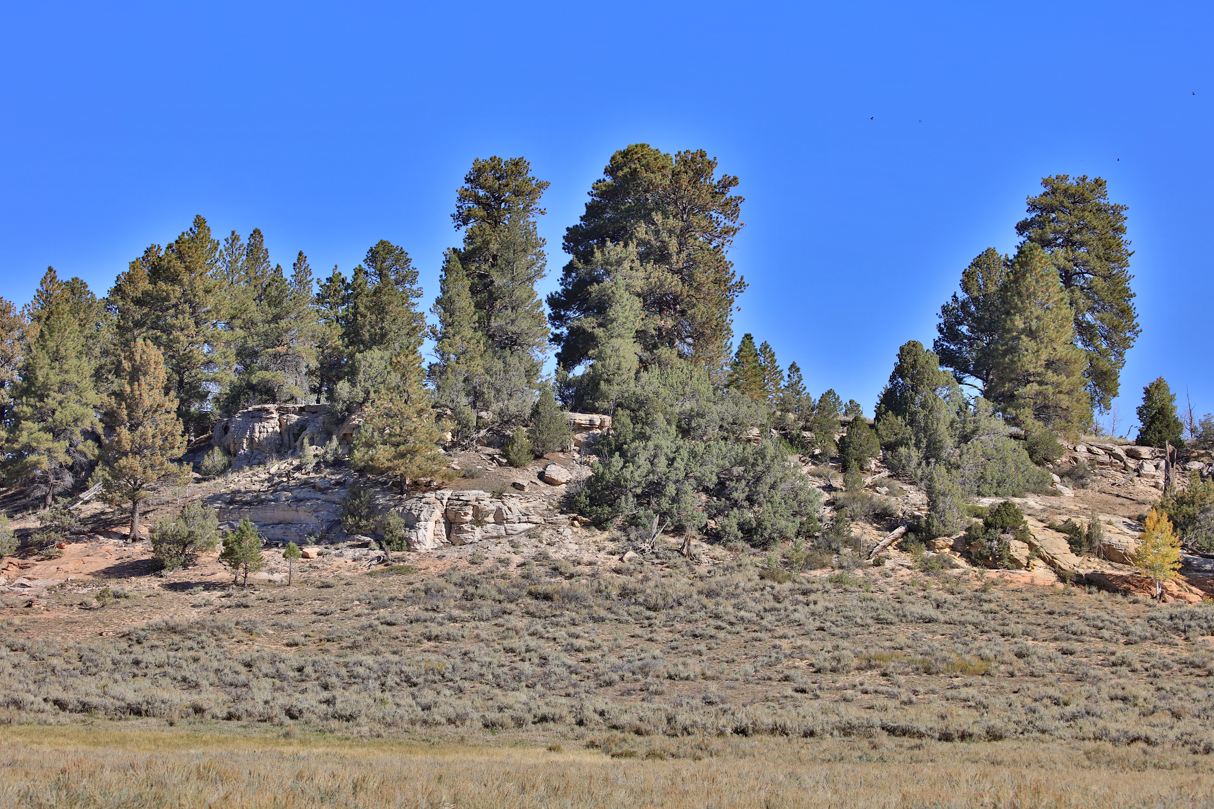 835 Acres in the Uncompaghre National Forest