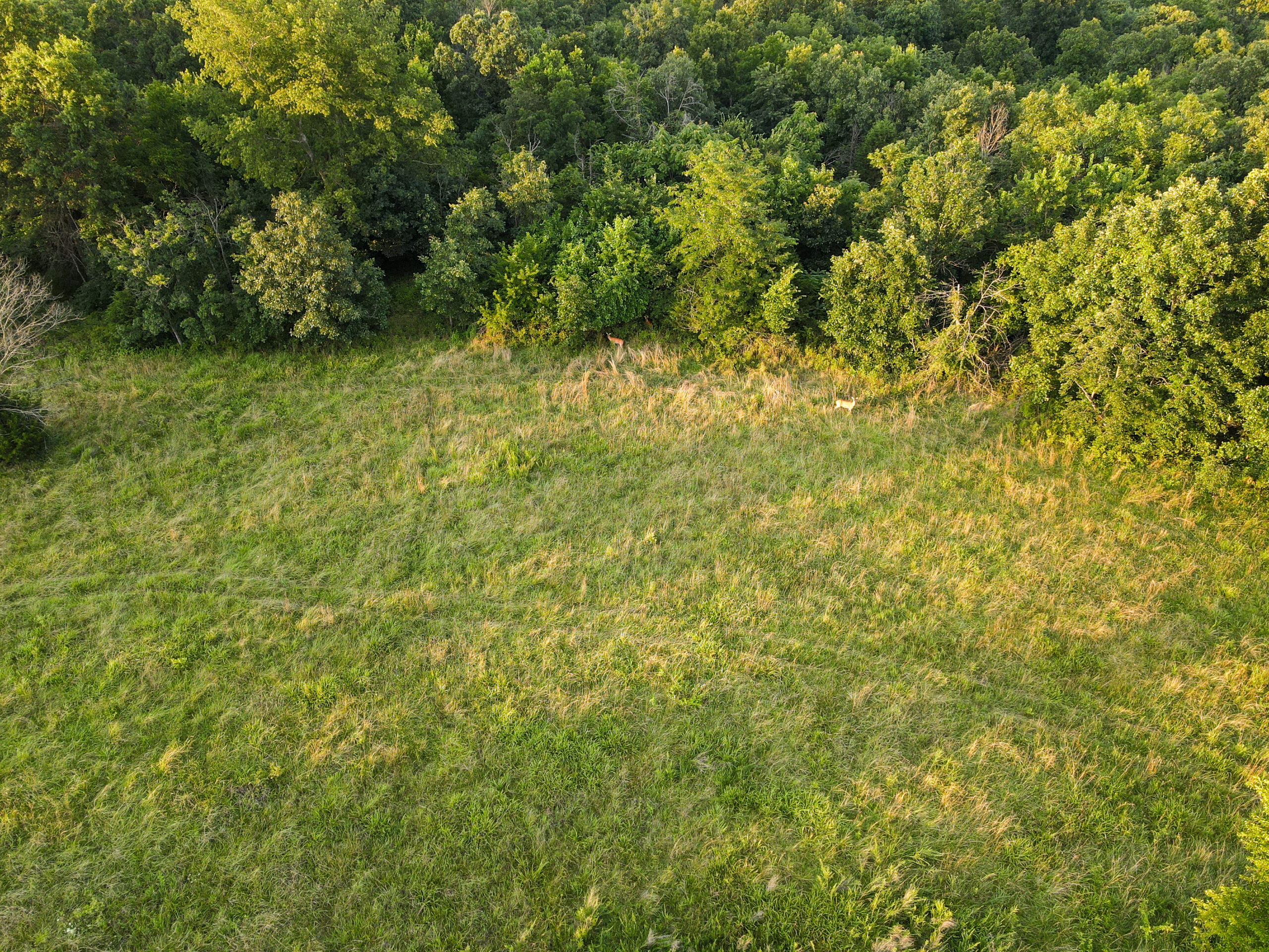 Land For Sale Barton County, MO 160± acres