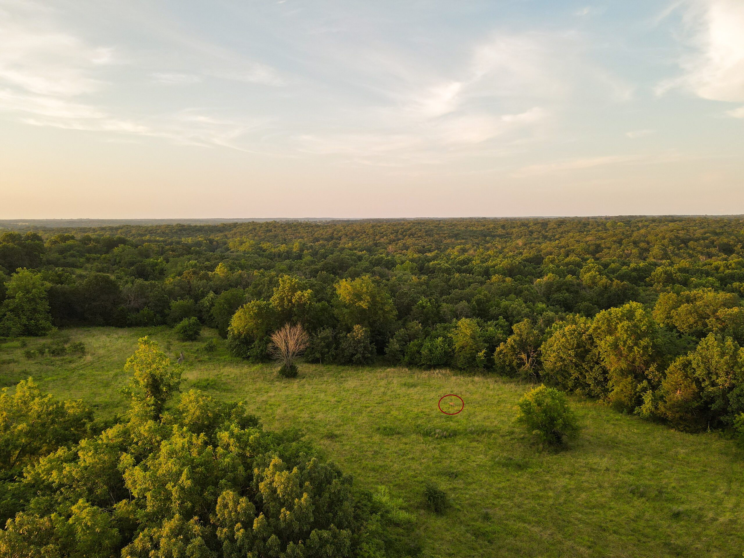Land For Sale Barton County, MO 160± acres