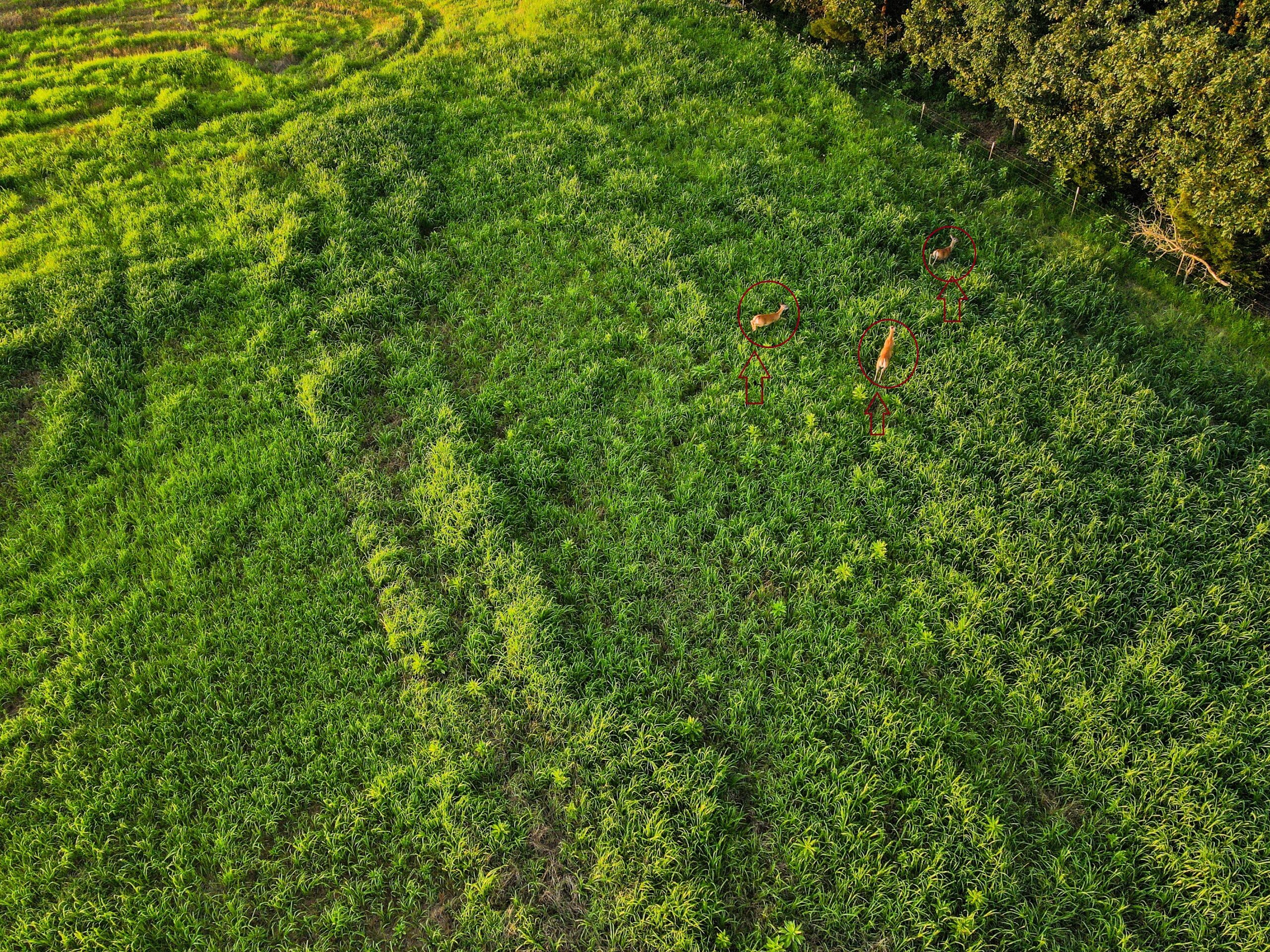 Land For Sale Barton County, MO 160± acres
