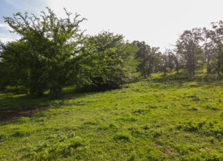 142+\- acres  For Sale El Dorado Springs MO