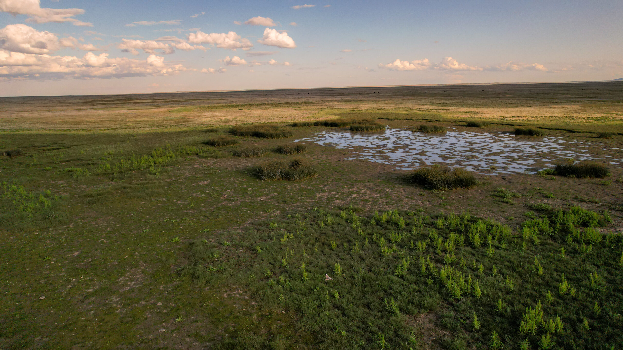 Pintail Ranch | Phillips County, Montana