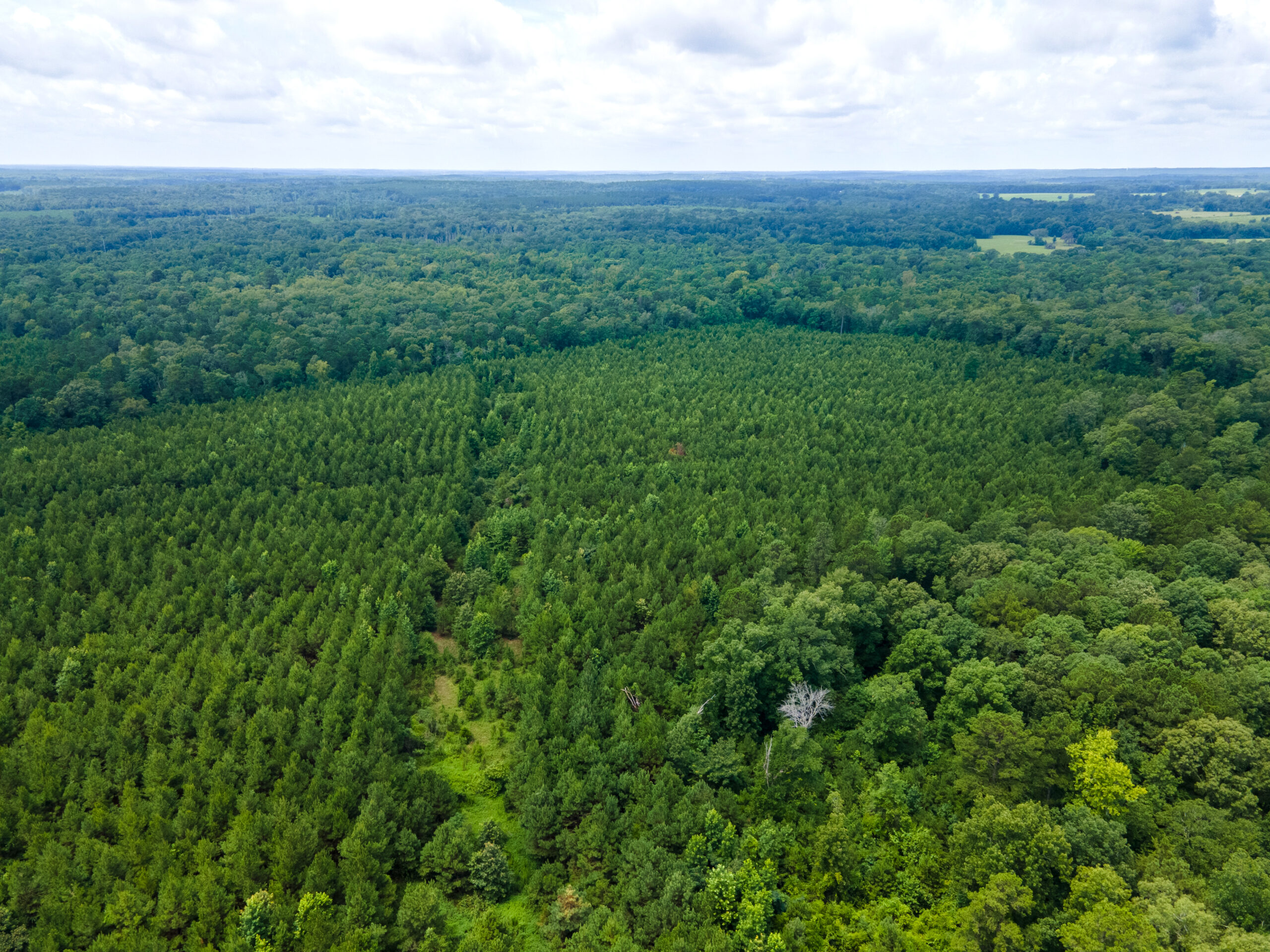 Reed Ranch – East Texas Hunting & Timber Property