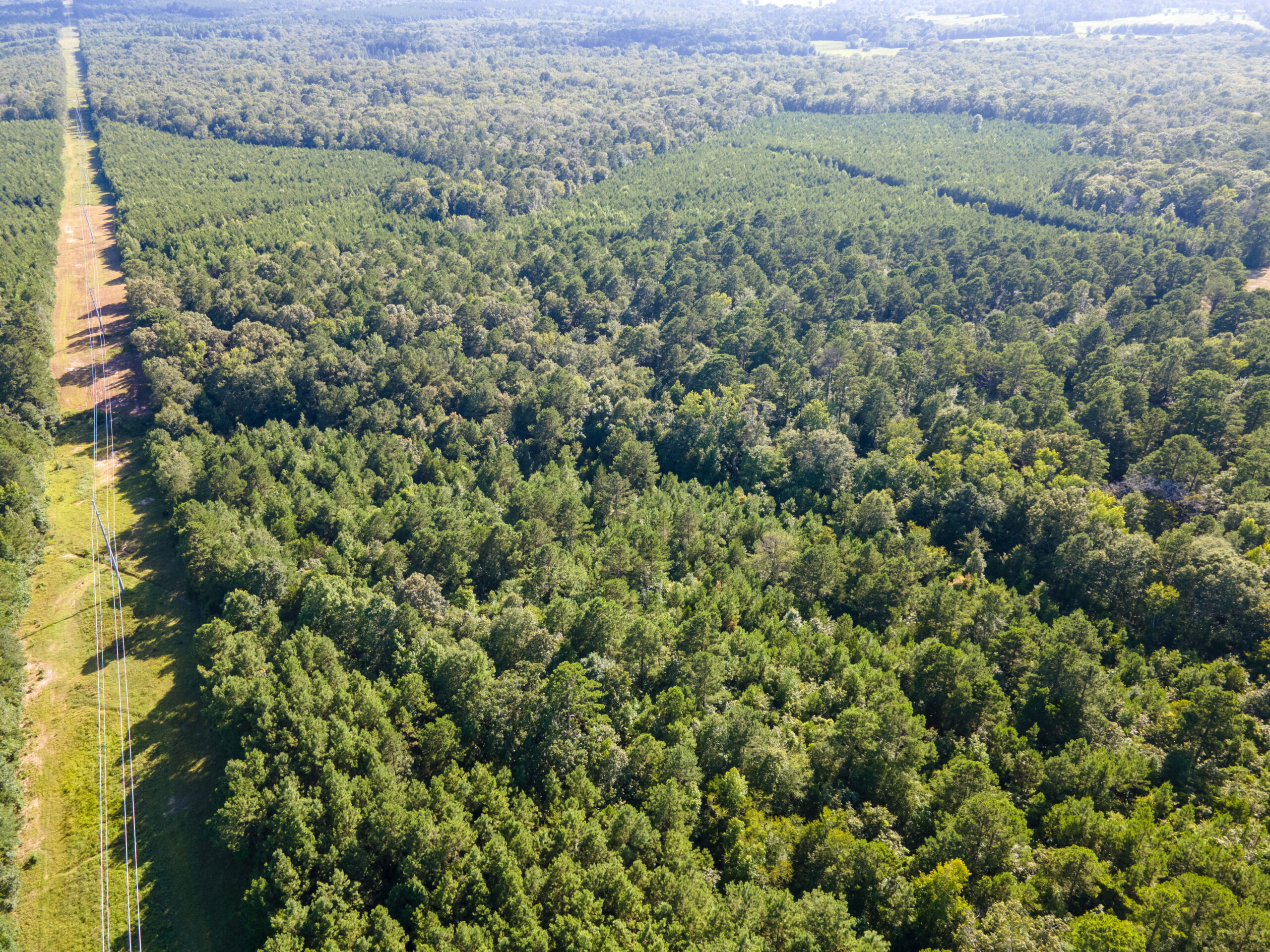 Reed Ranch – East Texas Hunting & Timber Property