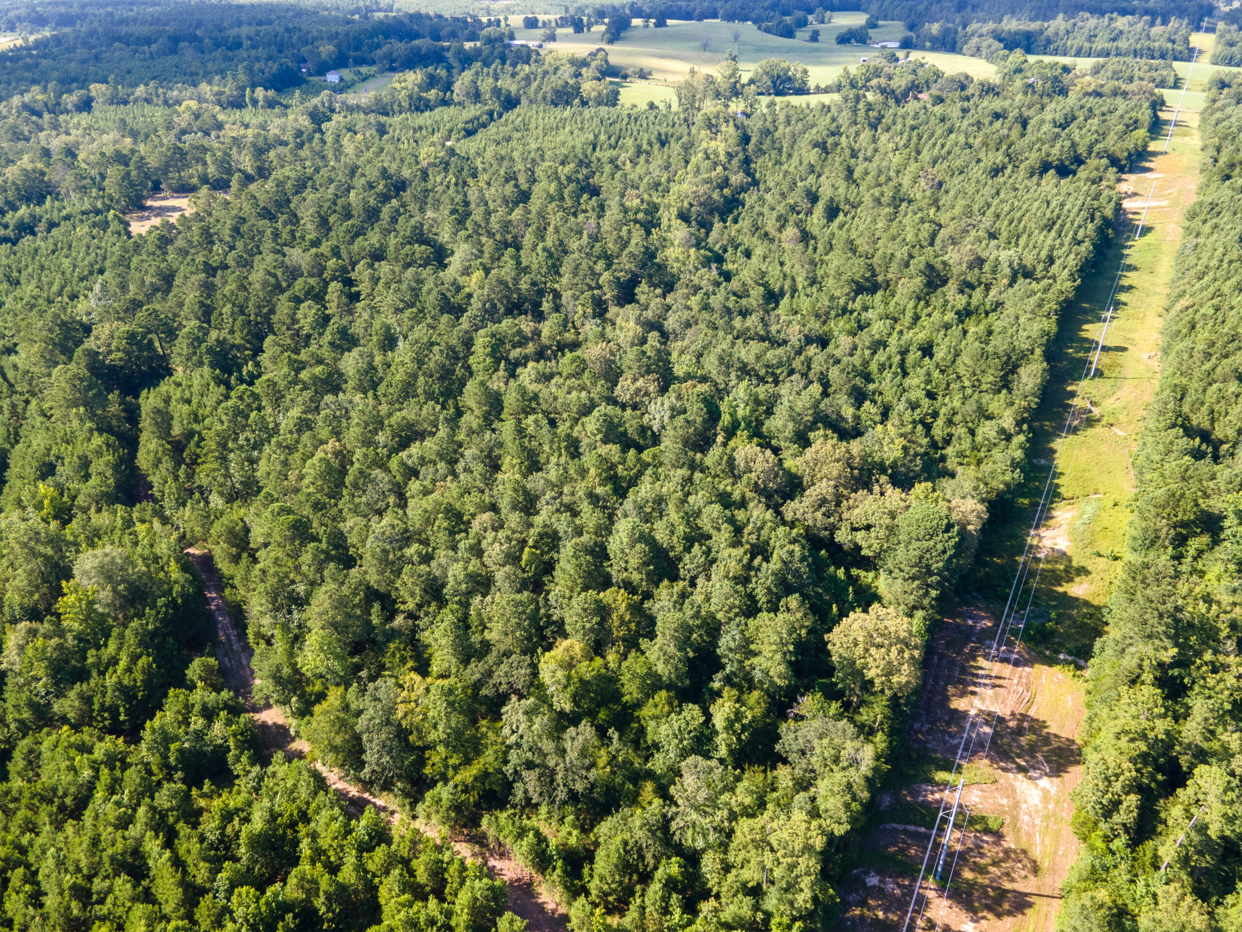 Reed Ranch – East Texas Hunting & Timber Property