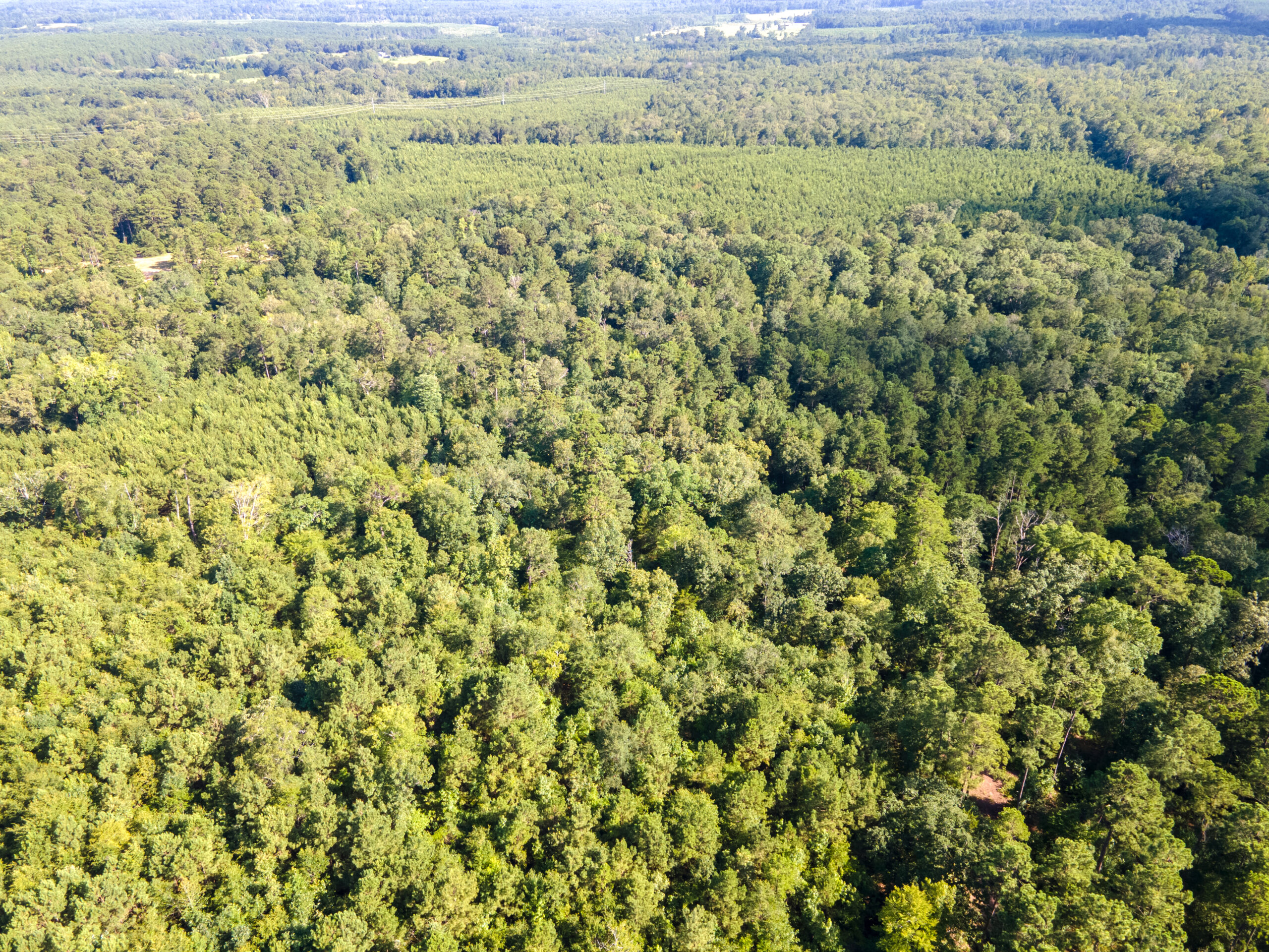 Reed Ranch – East Texas Hunting & Timber Property
