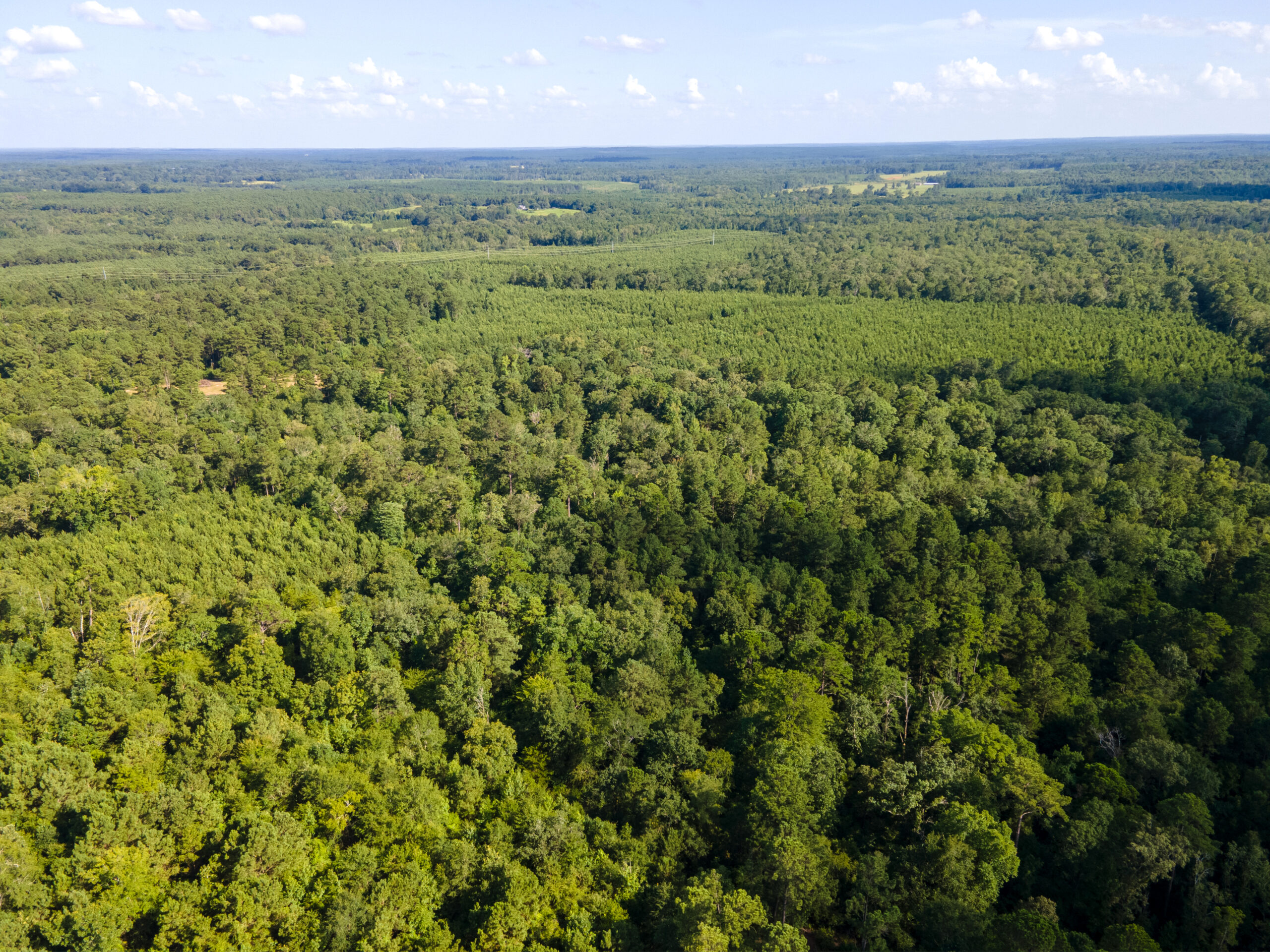 Reed Ranch – East Texas Hunting & Timber Property