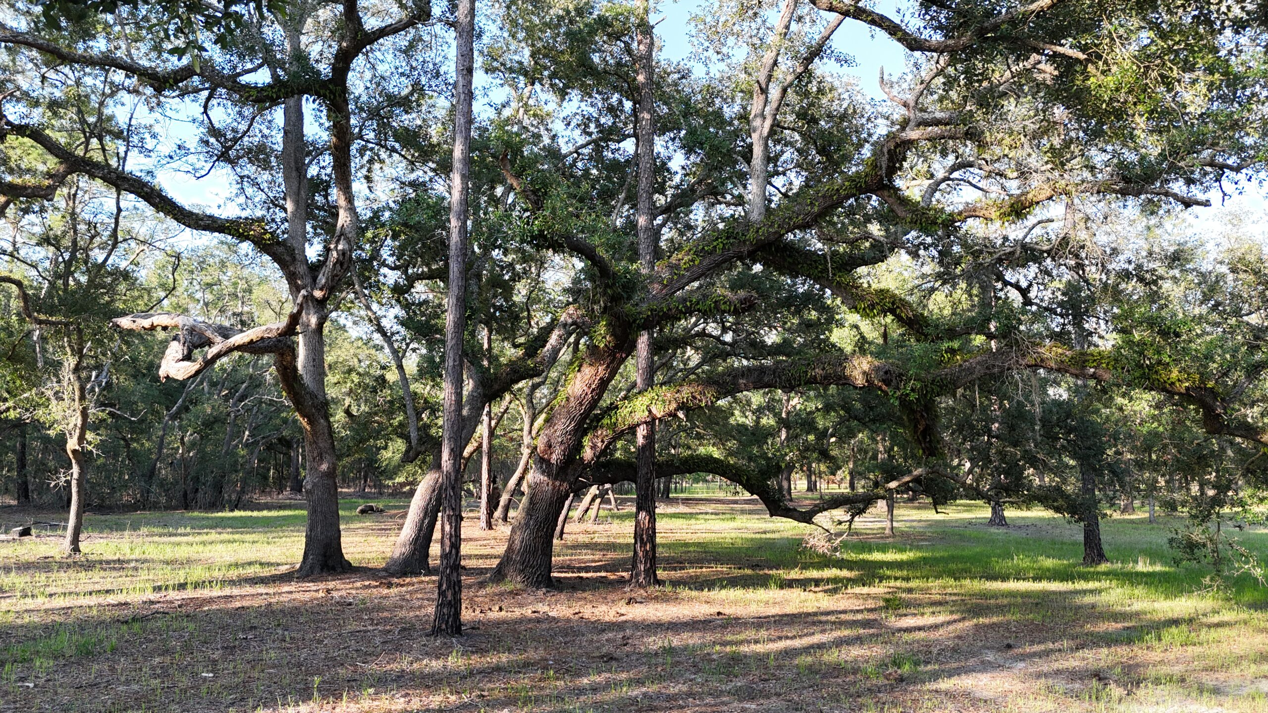 North Florida Recreational and Hunting Acreage