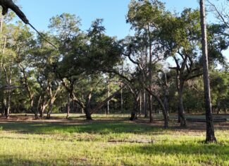 North Florida Recreational and Hunting Acreage
