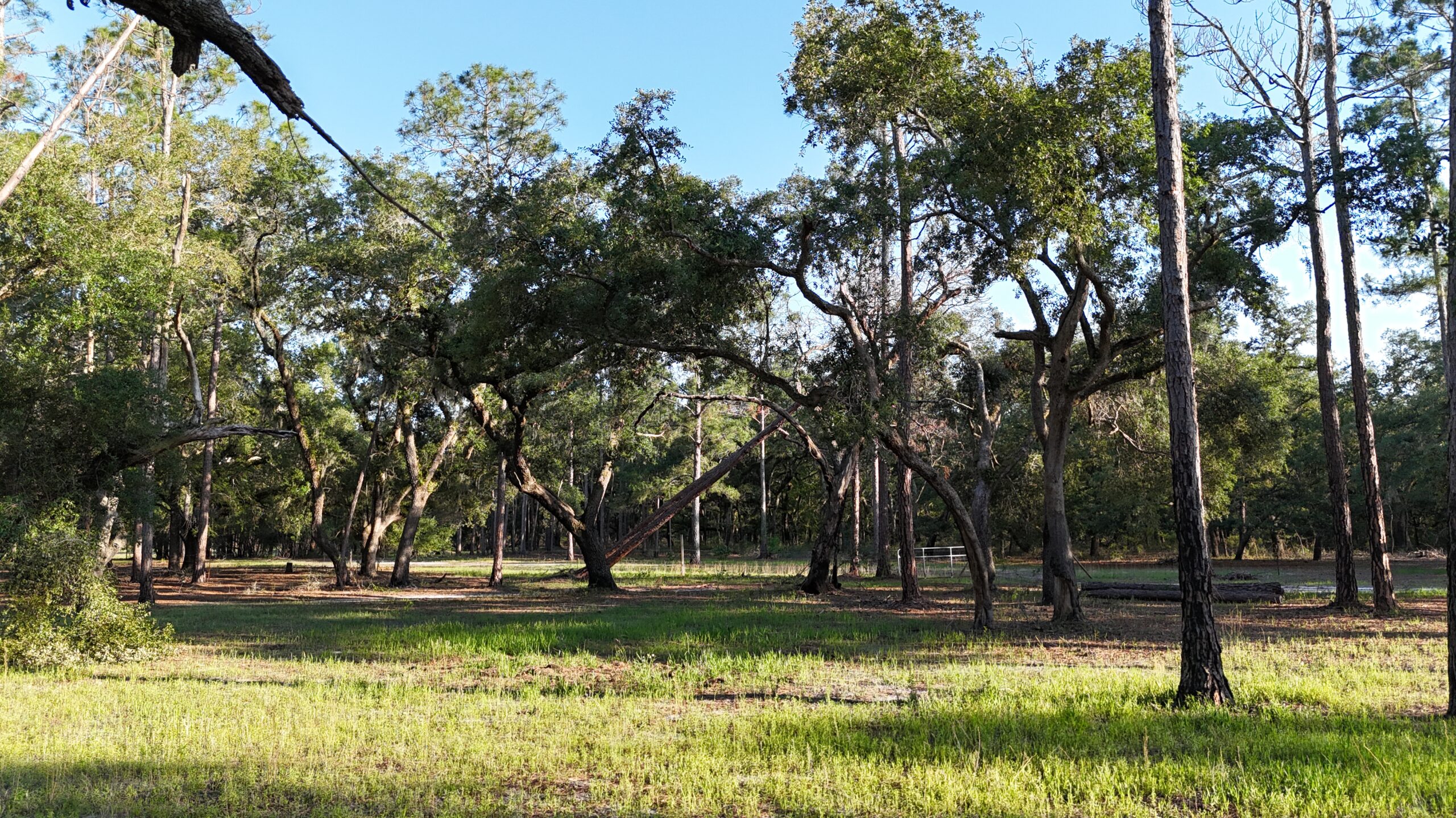 North Florida Recreational and Hunting Acreage
