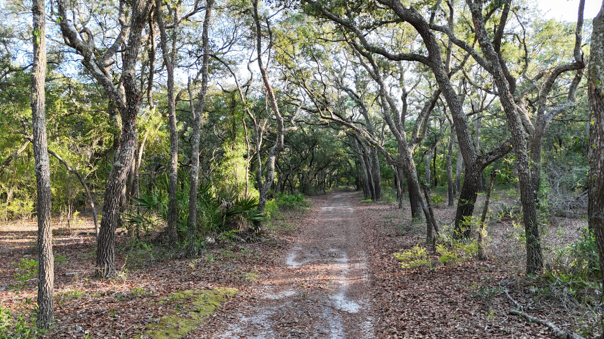 North Florida Recreational and Hunting Acreage