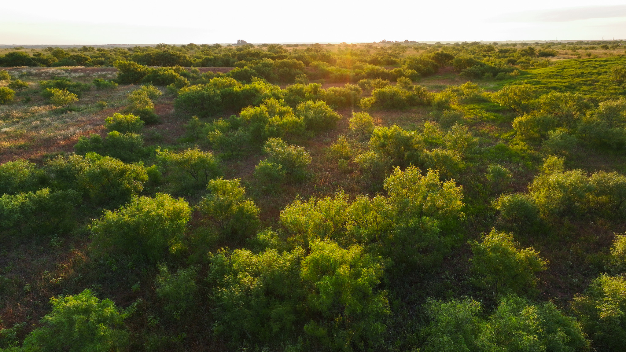 Potential High Income Producing Ranch in Hardeman County