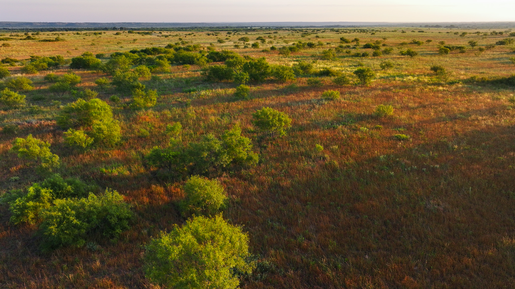 Potential High Income Producing Ranch in Hardeman County