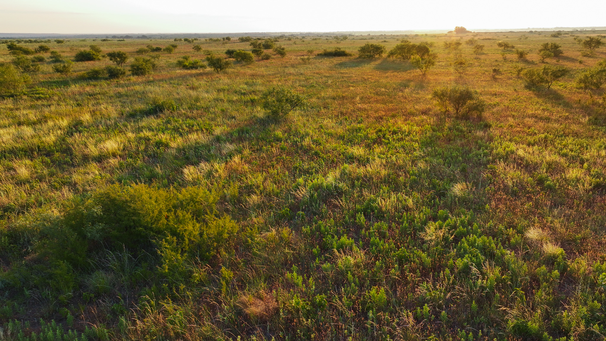 Potential High Income Producing Ranch in Hardeman County