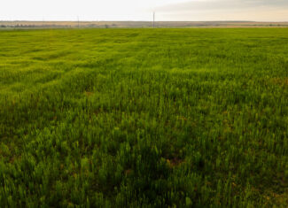 Potential High Income Producing Ranch in Hardeman County