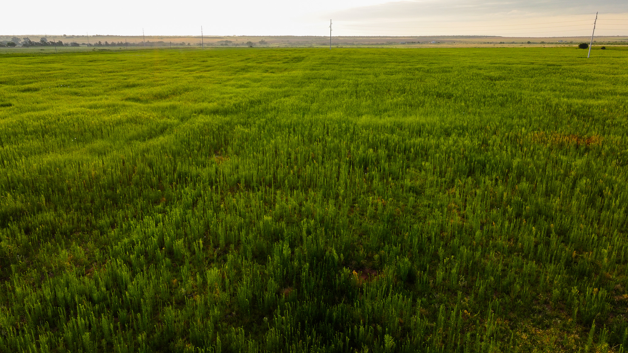 Potential High Income Producing Ranch in Hardeman County
