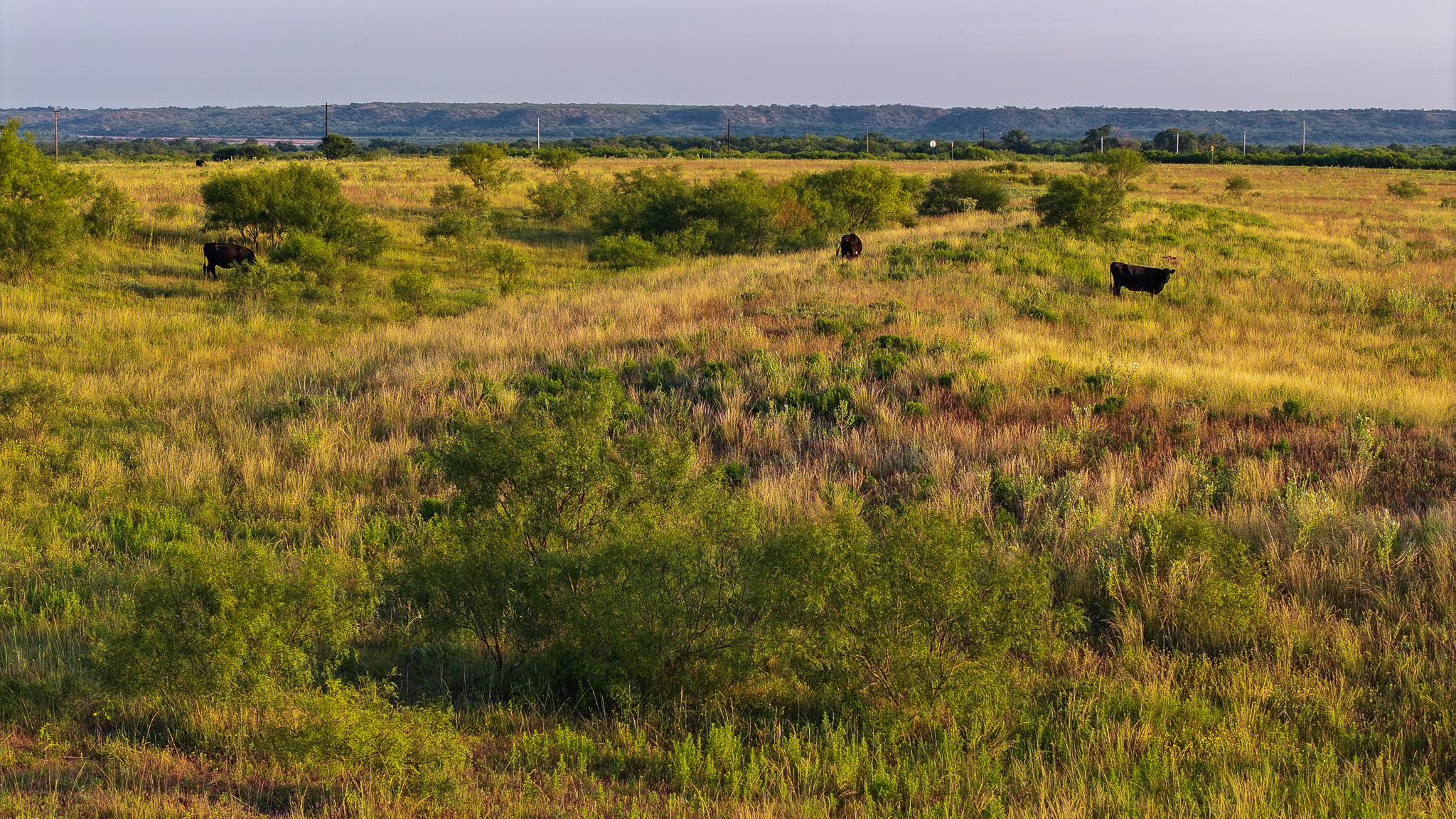 Potential High Income Producing Ranch in Hardeman County