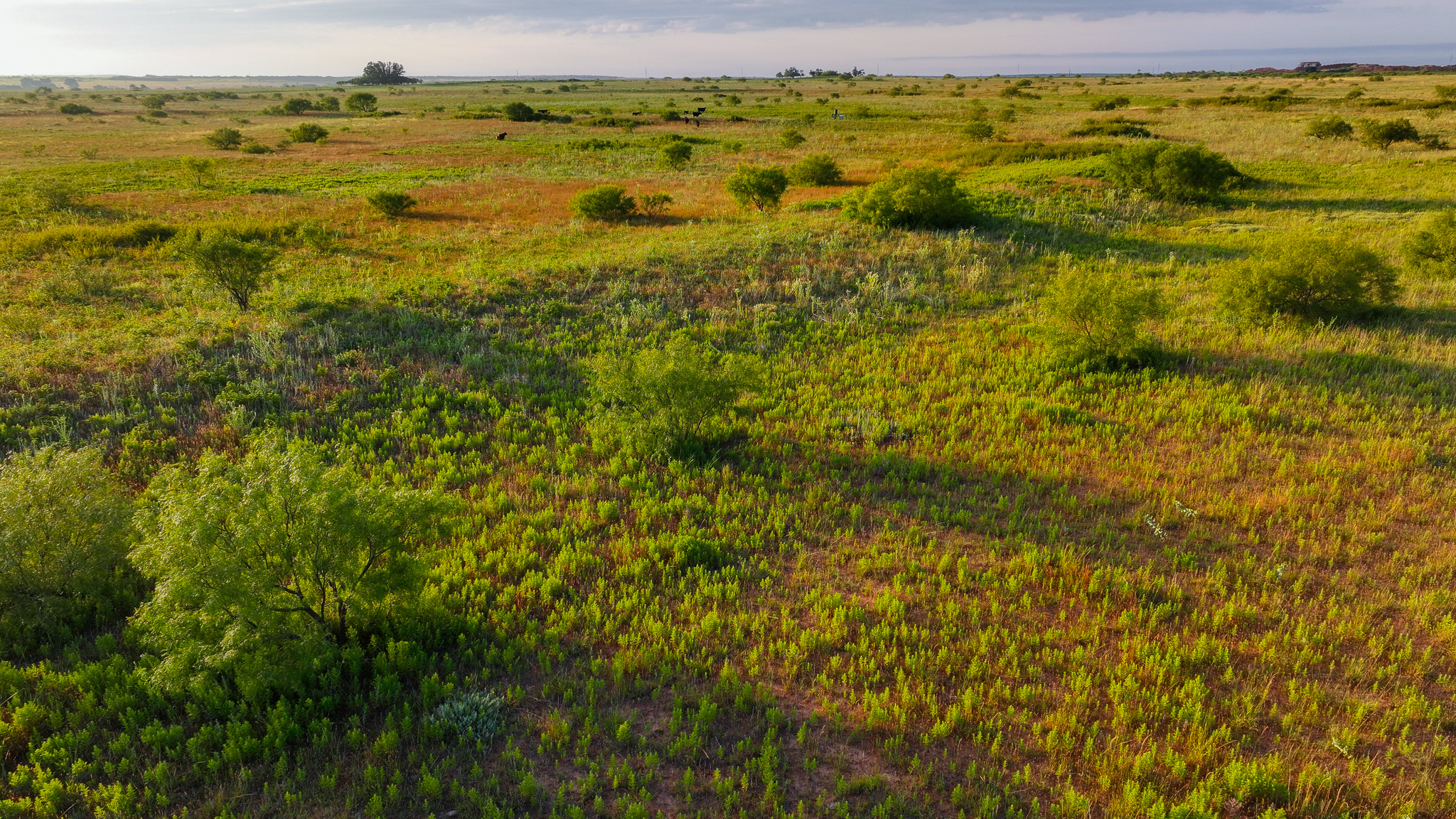 Potential High Income Producing Ranch in Hardeman County