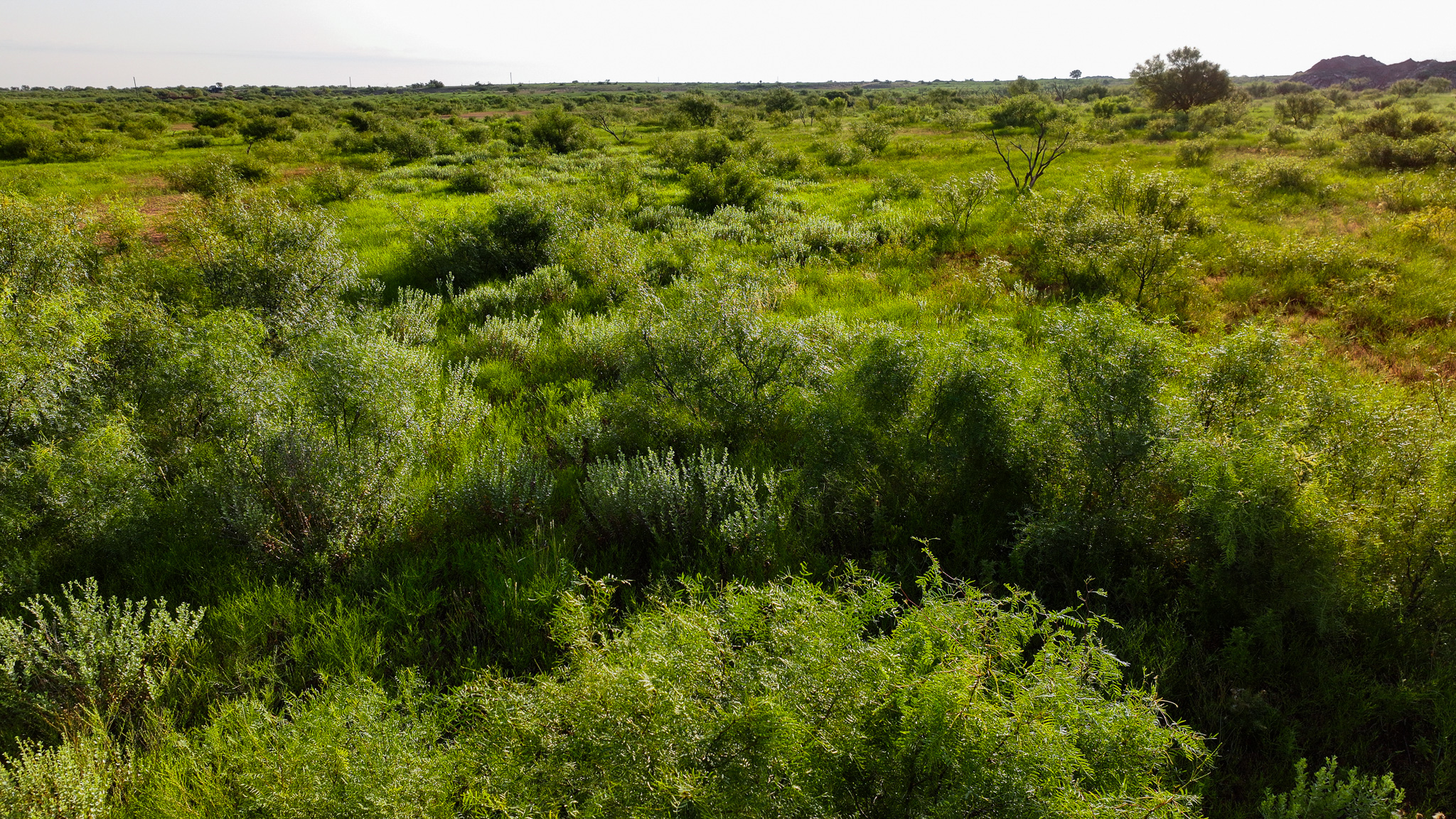 Potential High Income Producing Ranch in Hardeman County