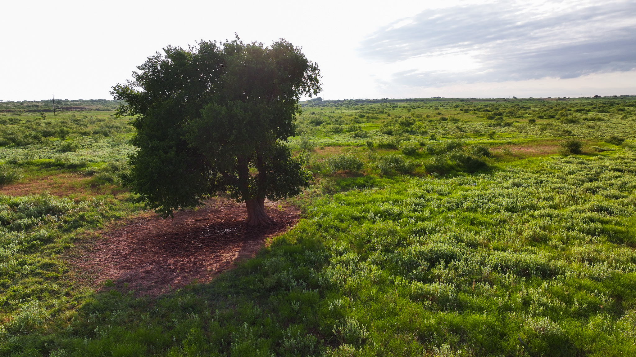 Potential High Income Producing Ranch in Hardeman County