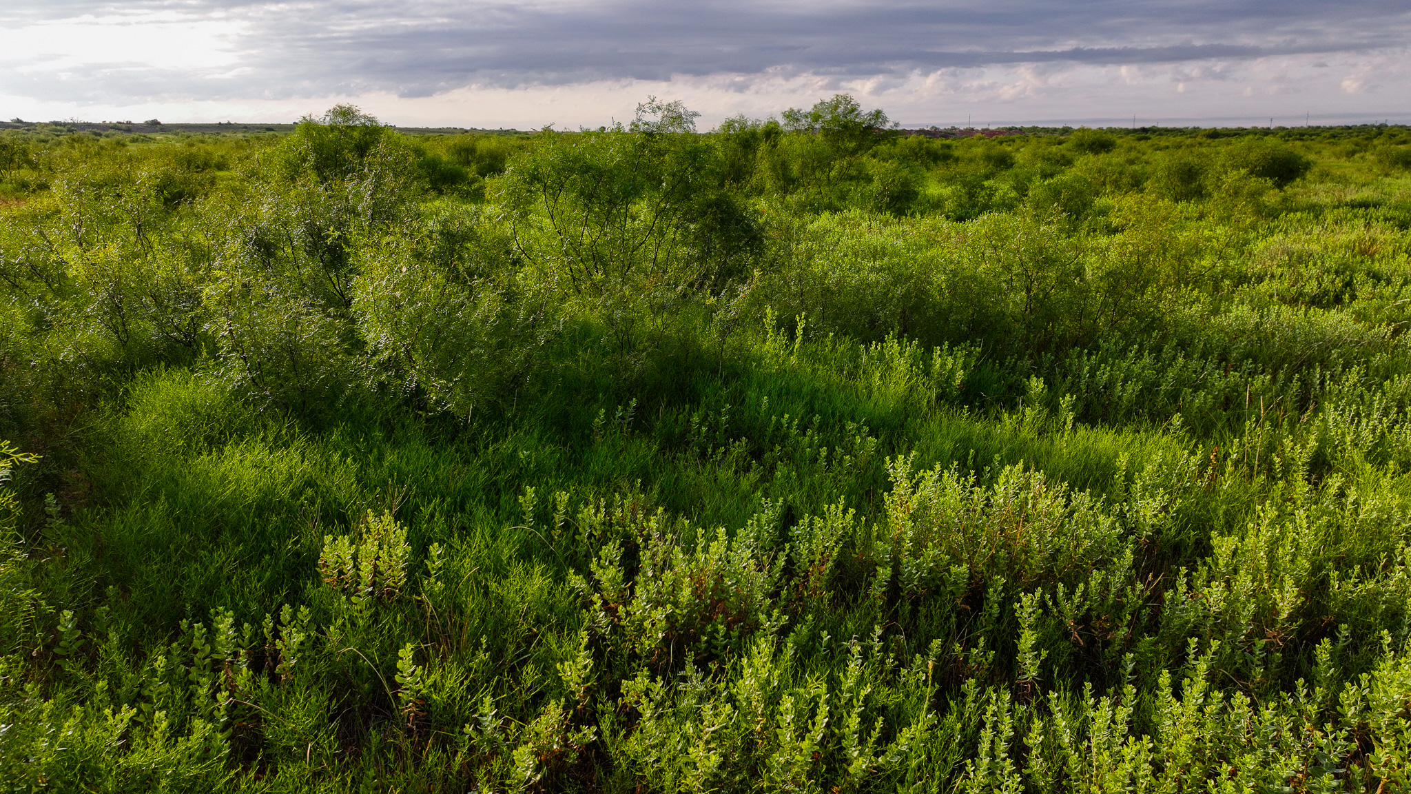 Potential High Income Producing Ranch in Hardeman County