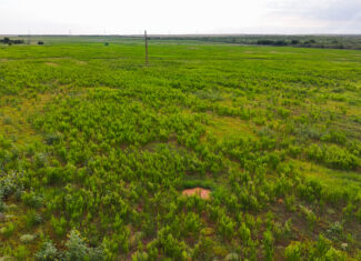 93 acres on Hwy 287 in Hardeman County, Texas TBD Hwy 287, Quanah, Texas, 79252
