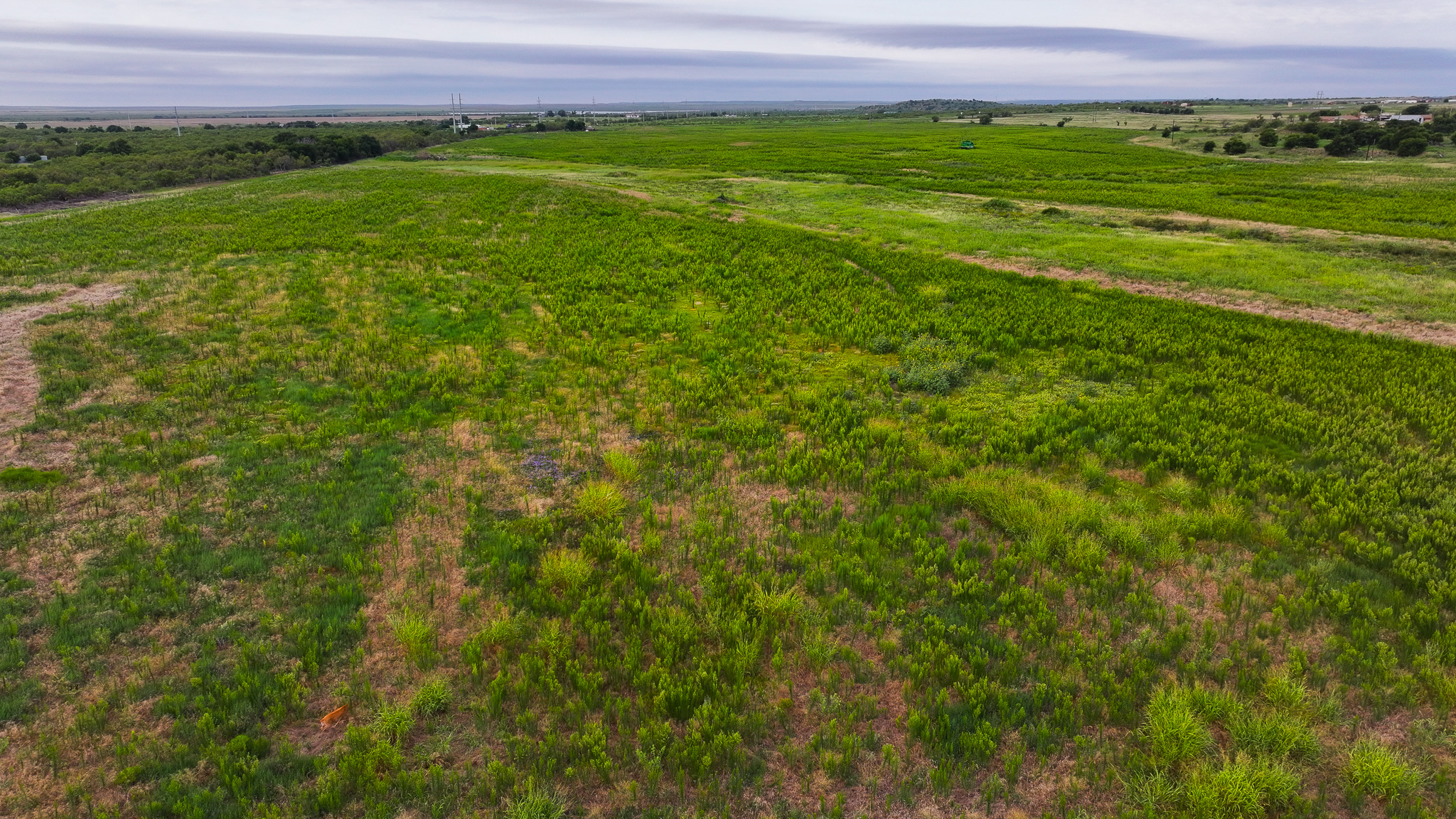 93 acres on Hwy 287 in Hardeman County, Texas  TBD Hwy 287, Quanah, Texas, 79252