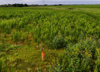 93 acres on Hwy 287 in Hardeman County, Texas TBD Hwy 287, Quanah, Texas, 79252