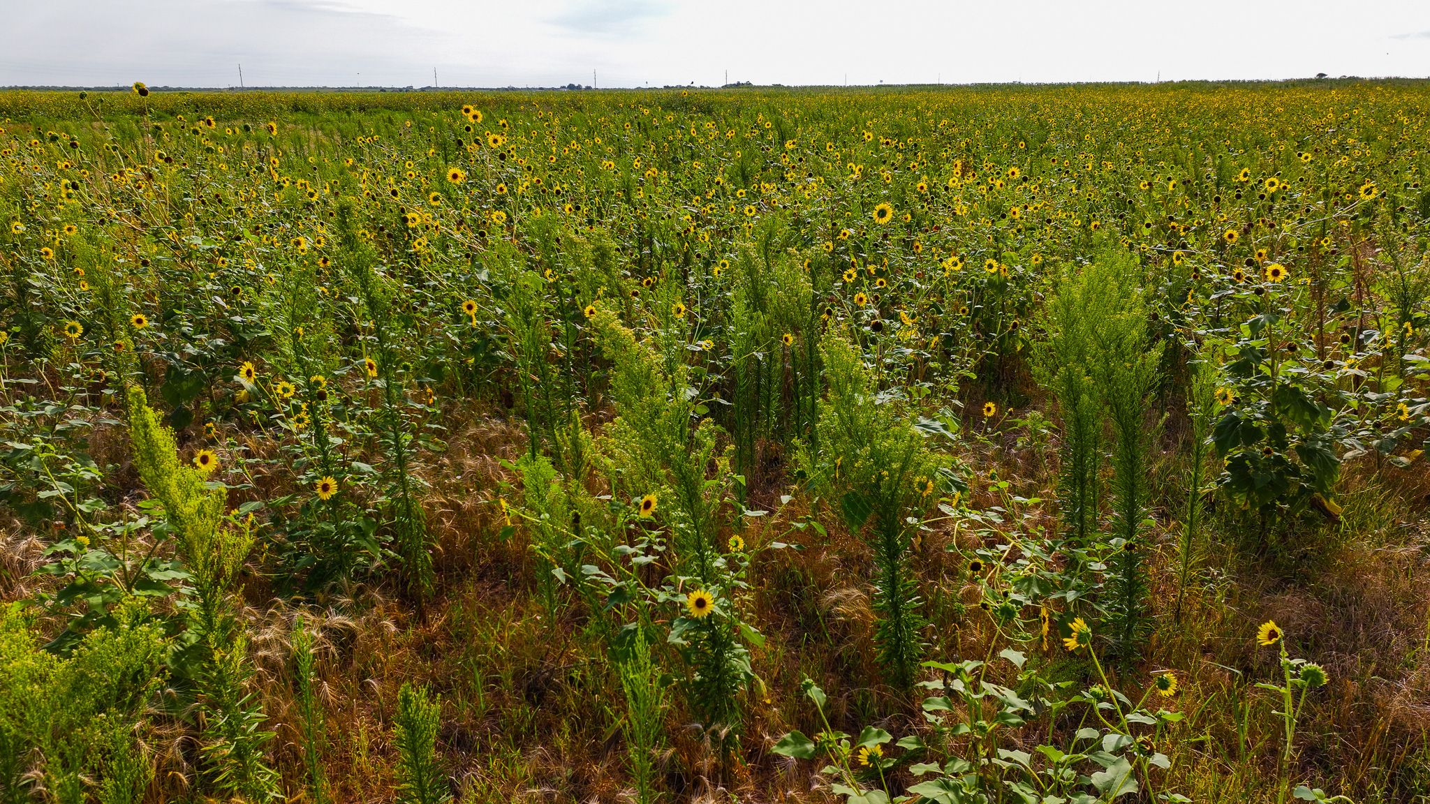 Quanah, Texas Ranch, Farm and Hunting Property