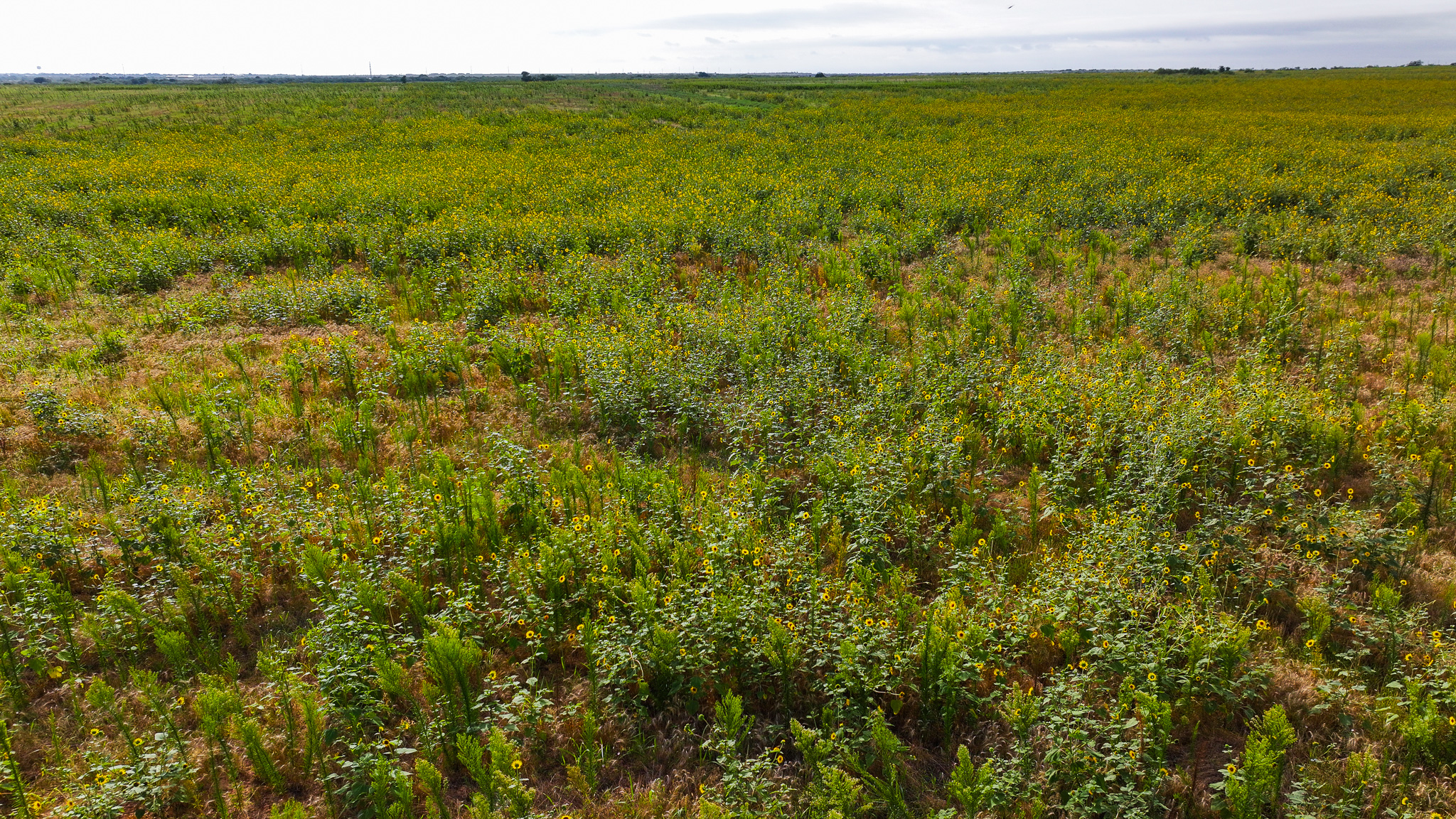 Quanah, Texas Ranch, Farm and Hunting Property