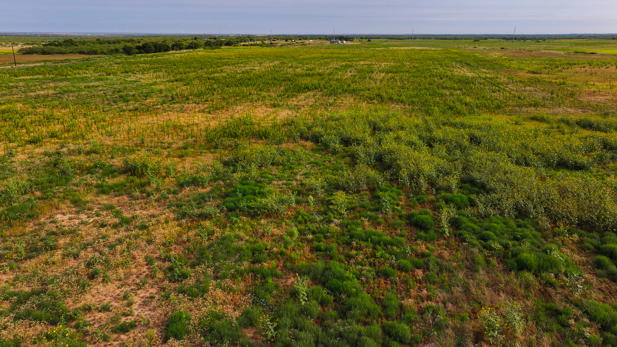 Quanah, Texas Ranch, Farm and Hunting Property