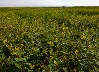 Quanah, Texas Ranch, Farm and Hunting Property