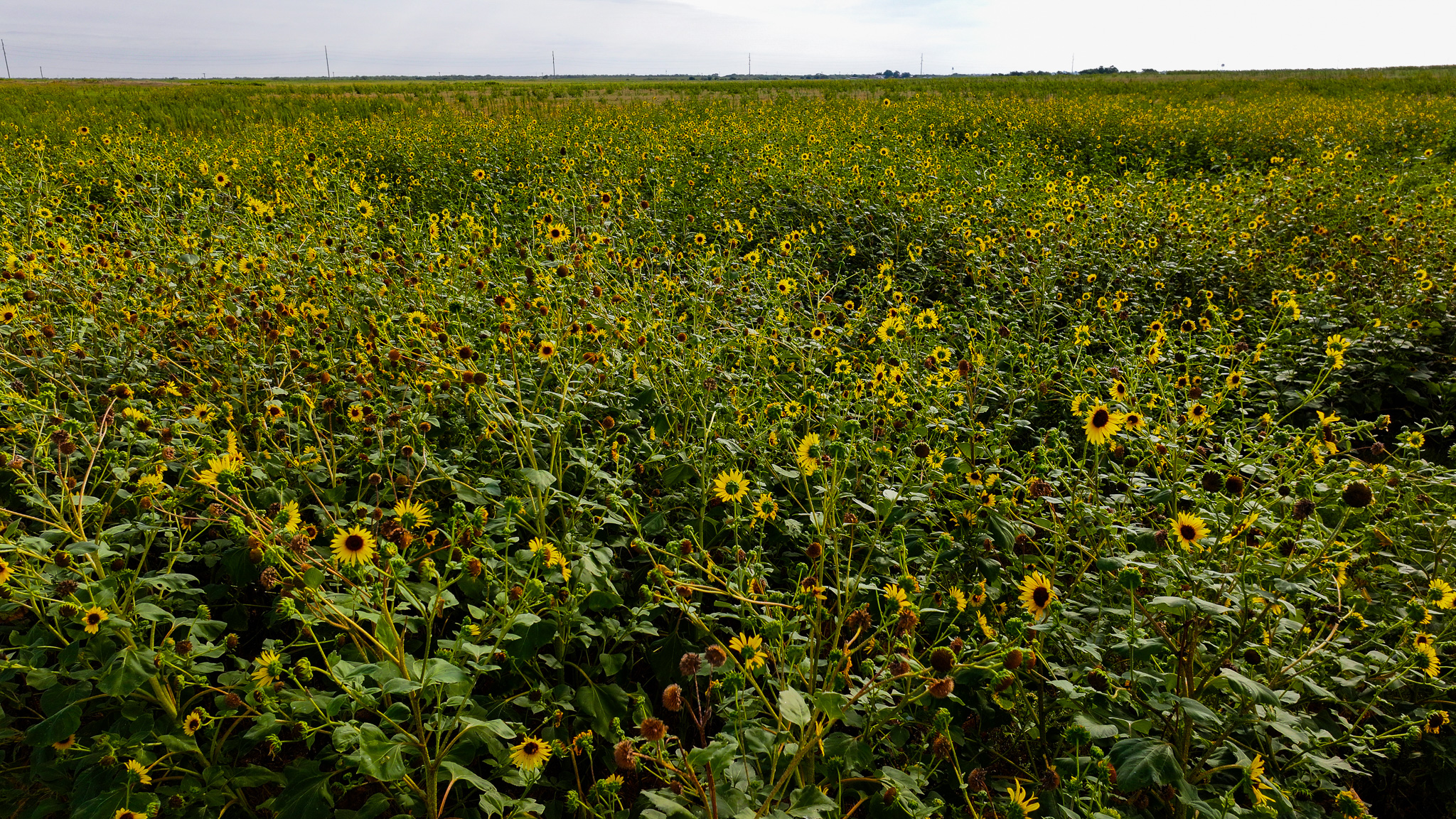 Quanah, Texas Ranch, Farm and Hunting Property