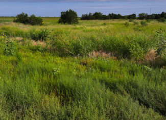 Quanah, Texas Ranch, Farm and Hunting Property