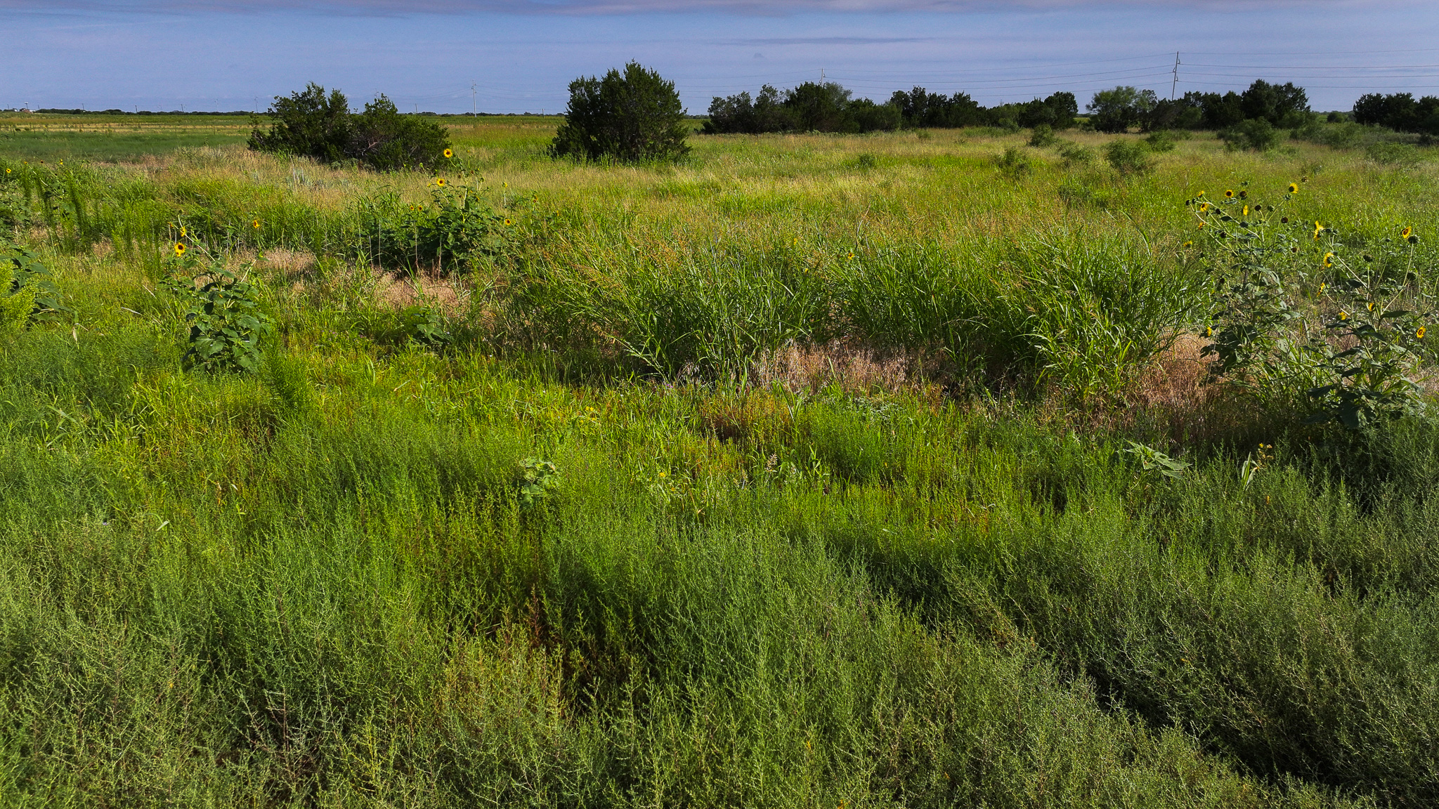 Quanah, Texas Ranch, Farm and Hunting Property