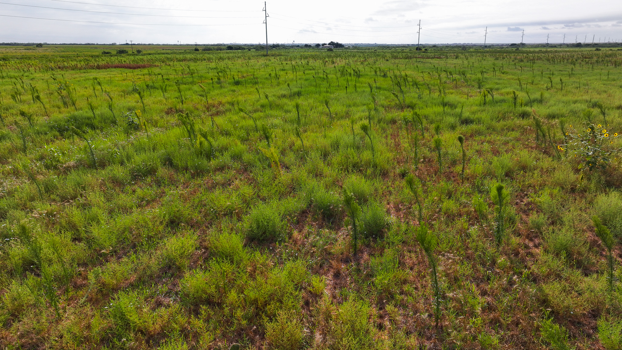 Quanah, Texas Ranch, Farm and Hunting Property