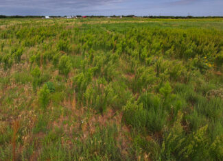 Quanah, Texas Ranch, Farm and Hunting Property