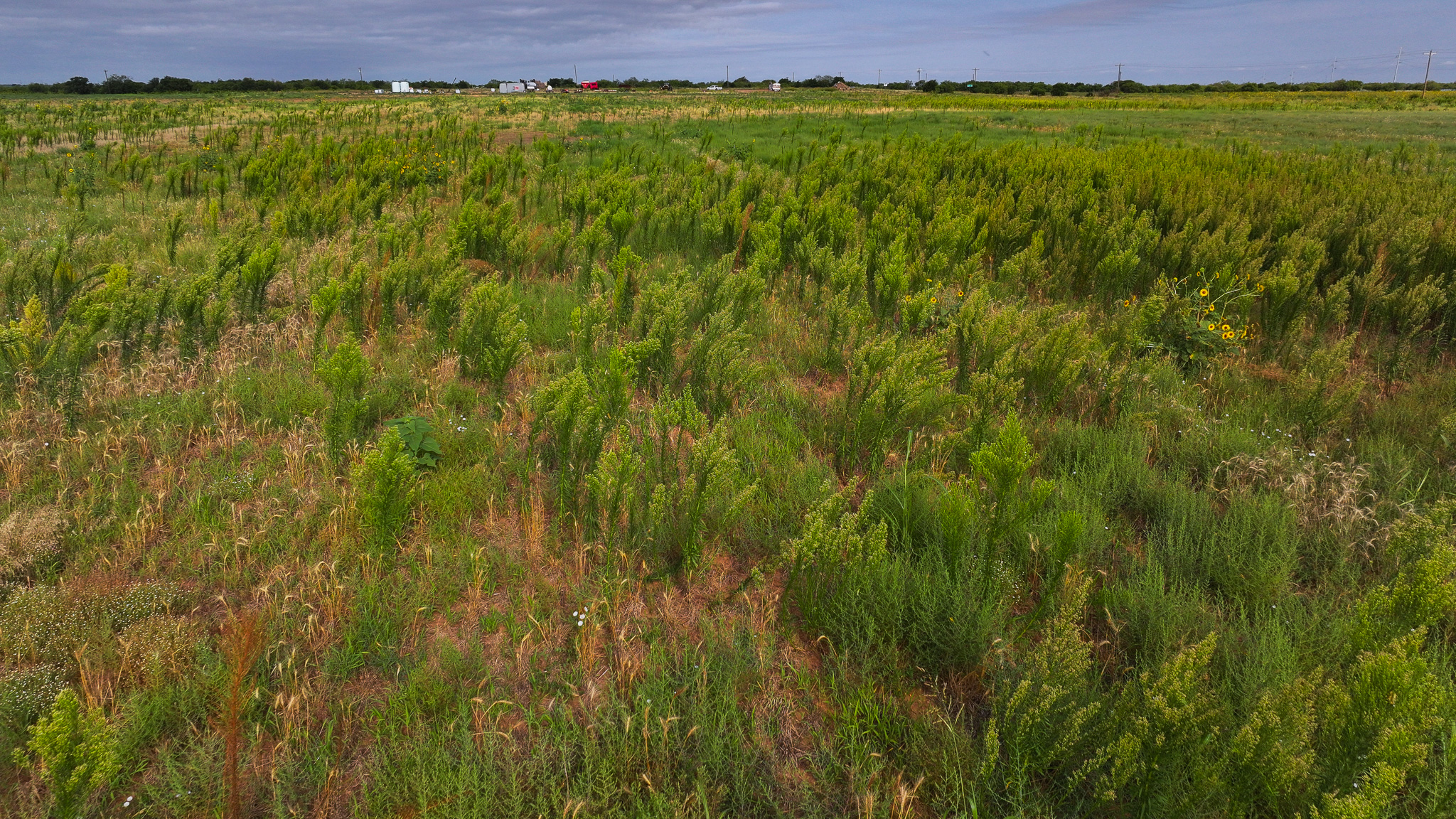 Quanah, Texas Ranch, Farm and Hunting Property