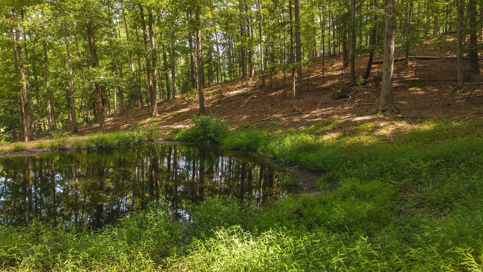 The Sportsman’s Sanctuary: 124 Acres of Pure East Tennessee Wild Hawkins County