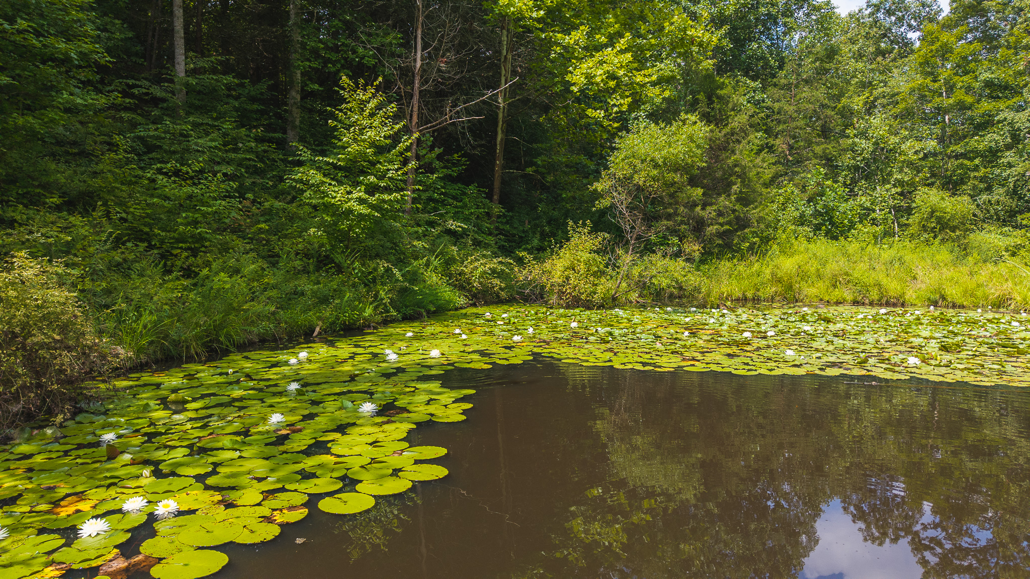 The Sportsman’s Sanctuary: 124 Acres of Pure East Tennessee Wild Hawkins County