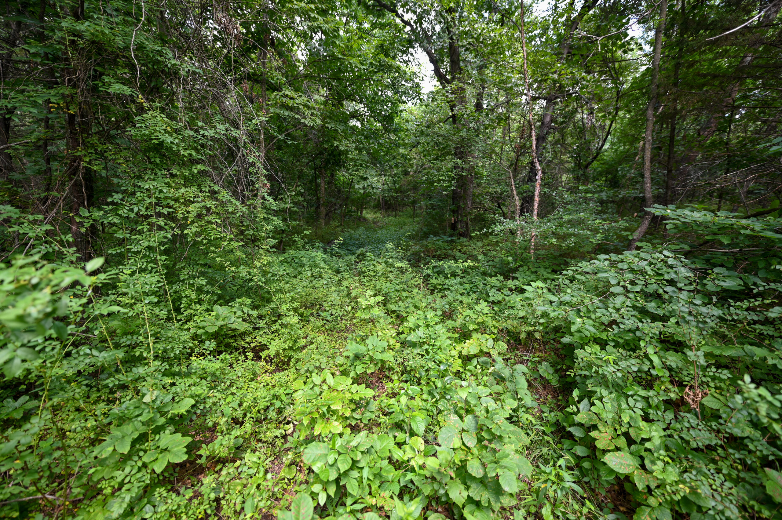 Land For Sale Barton County, MO 160± acres