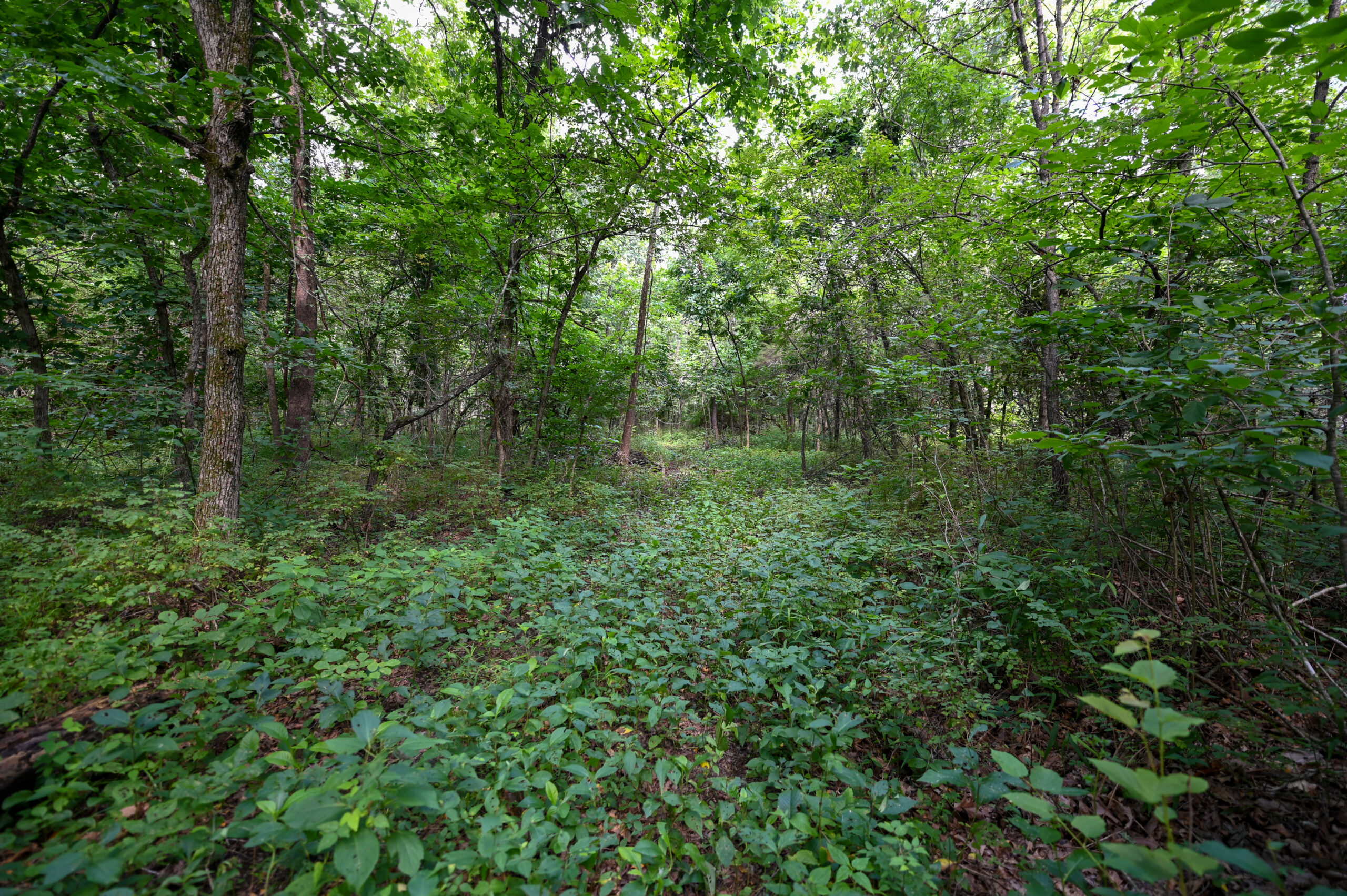Land For Sale Barton County, MO 160± acres