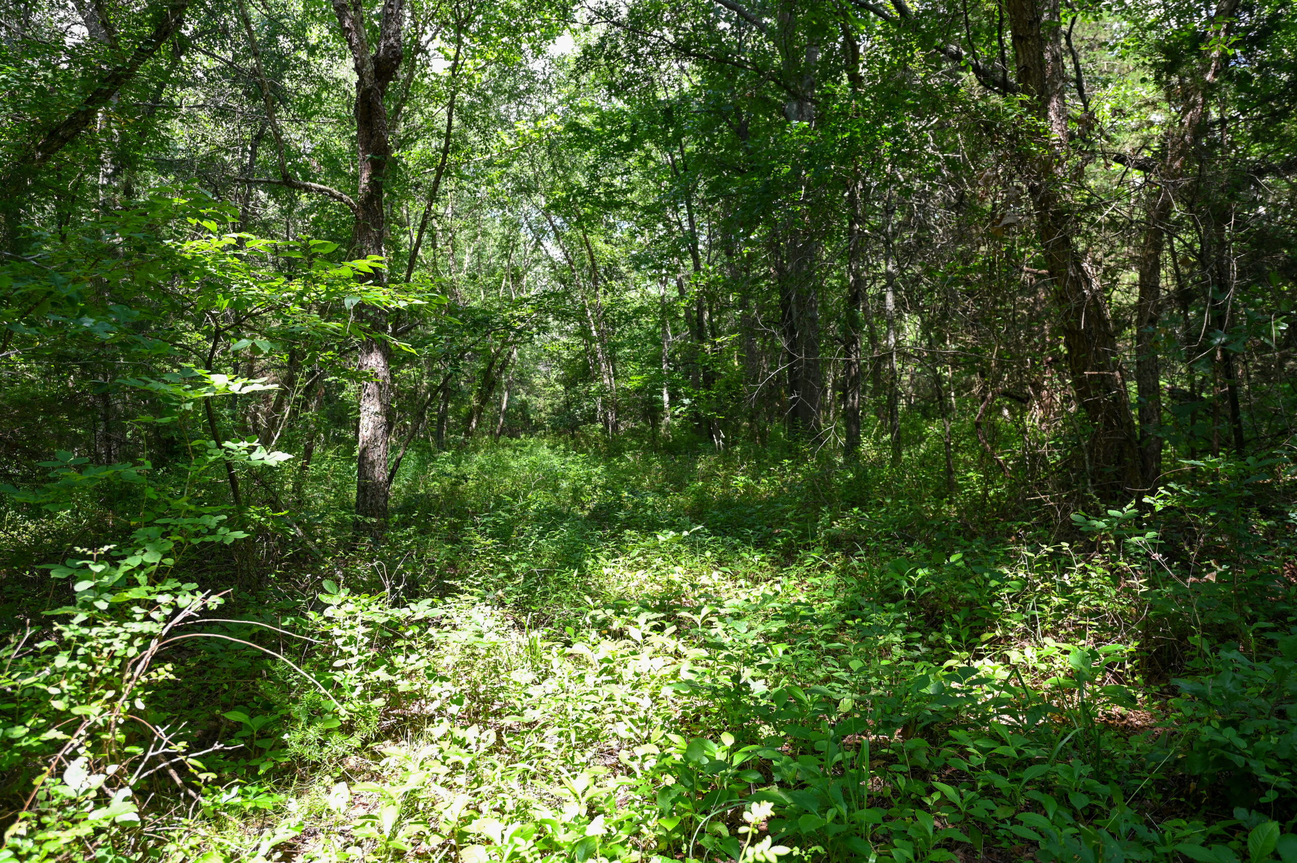 Land For Sale Barton County, MO 160± acres