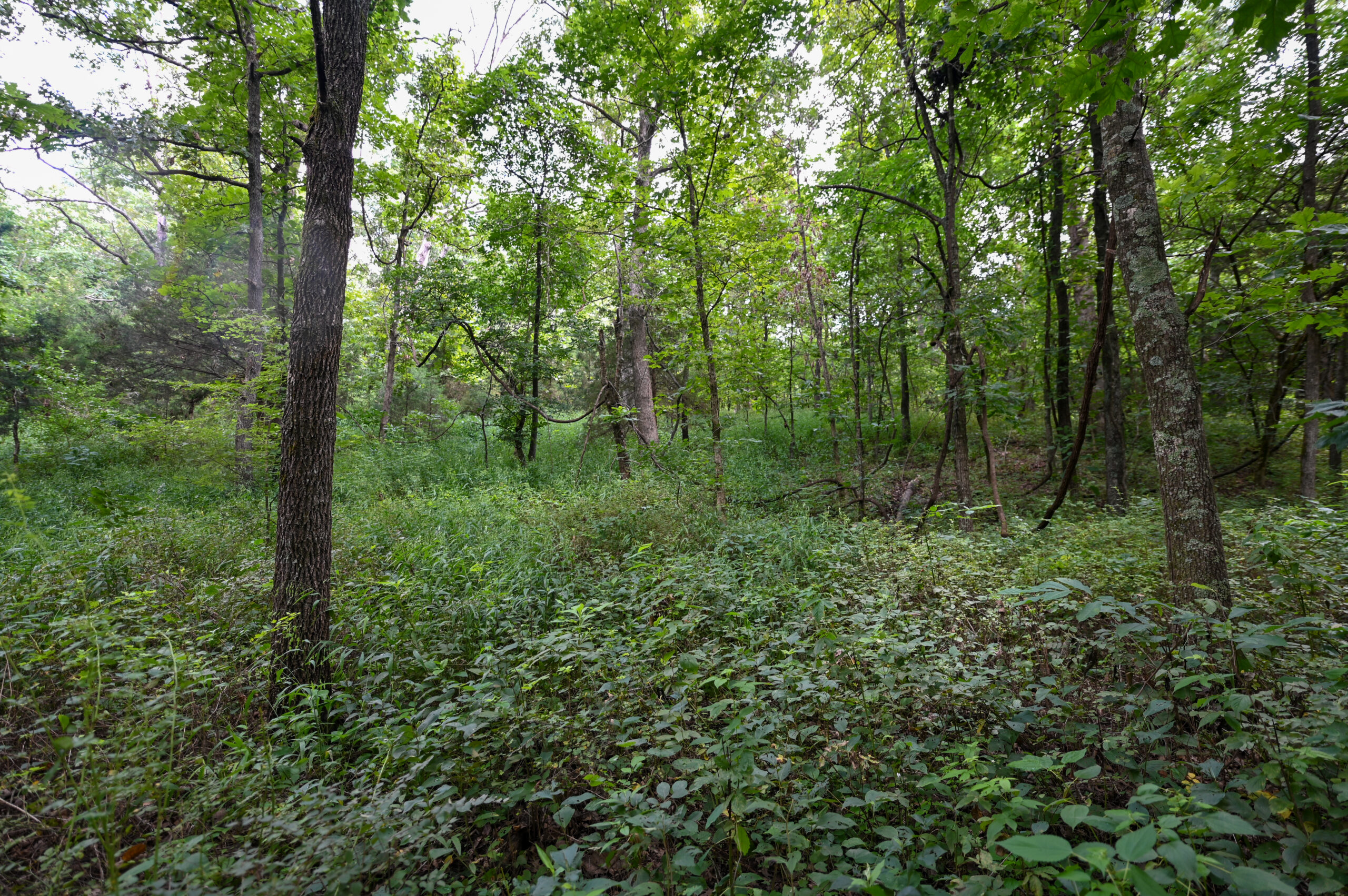 Land For Sale Barton County, MO 160± acres