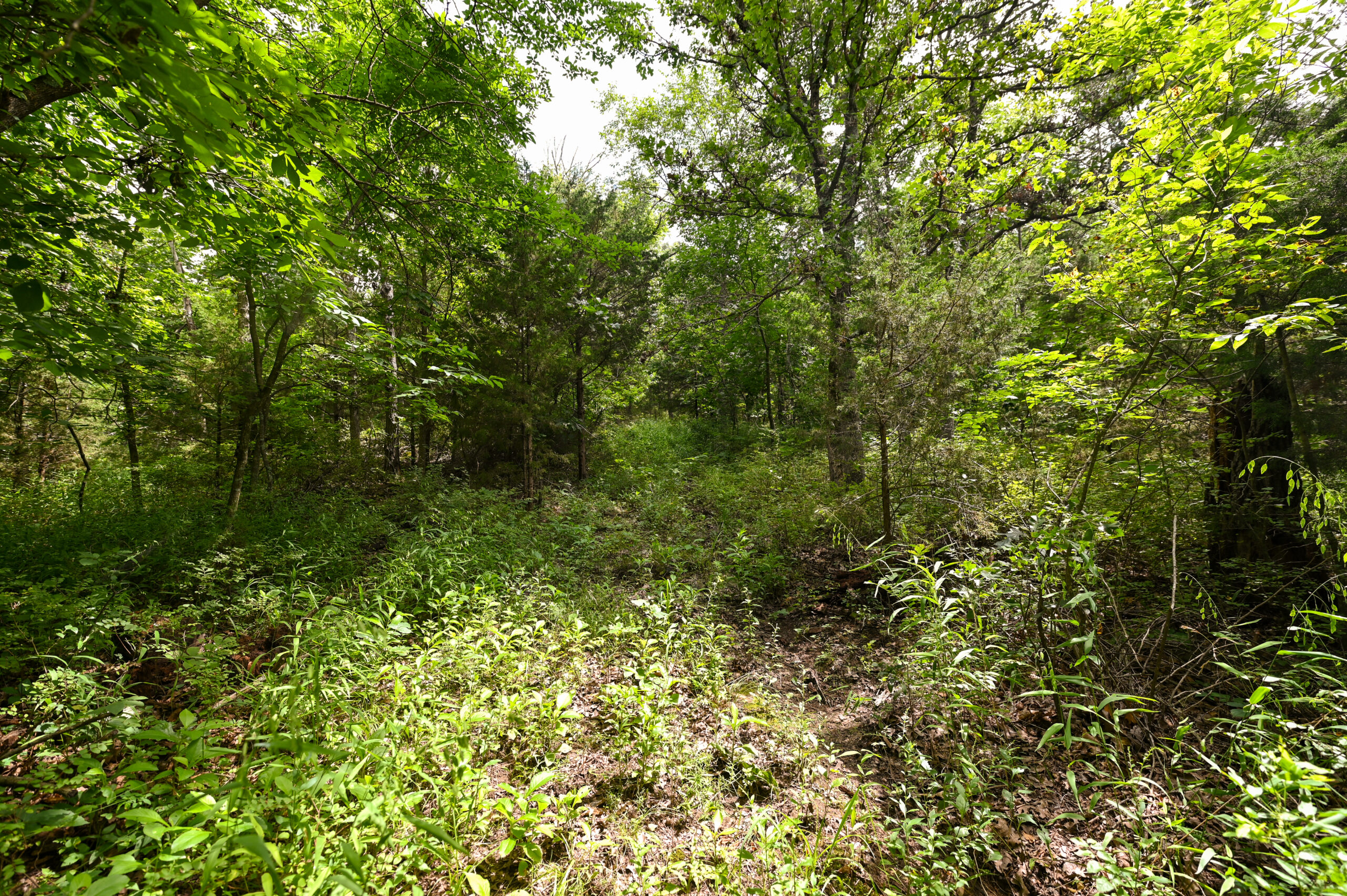 Land For Sale Barton County, MO 160± acres