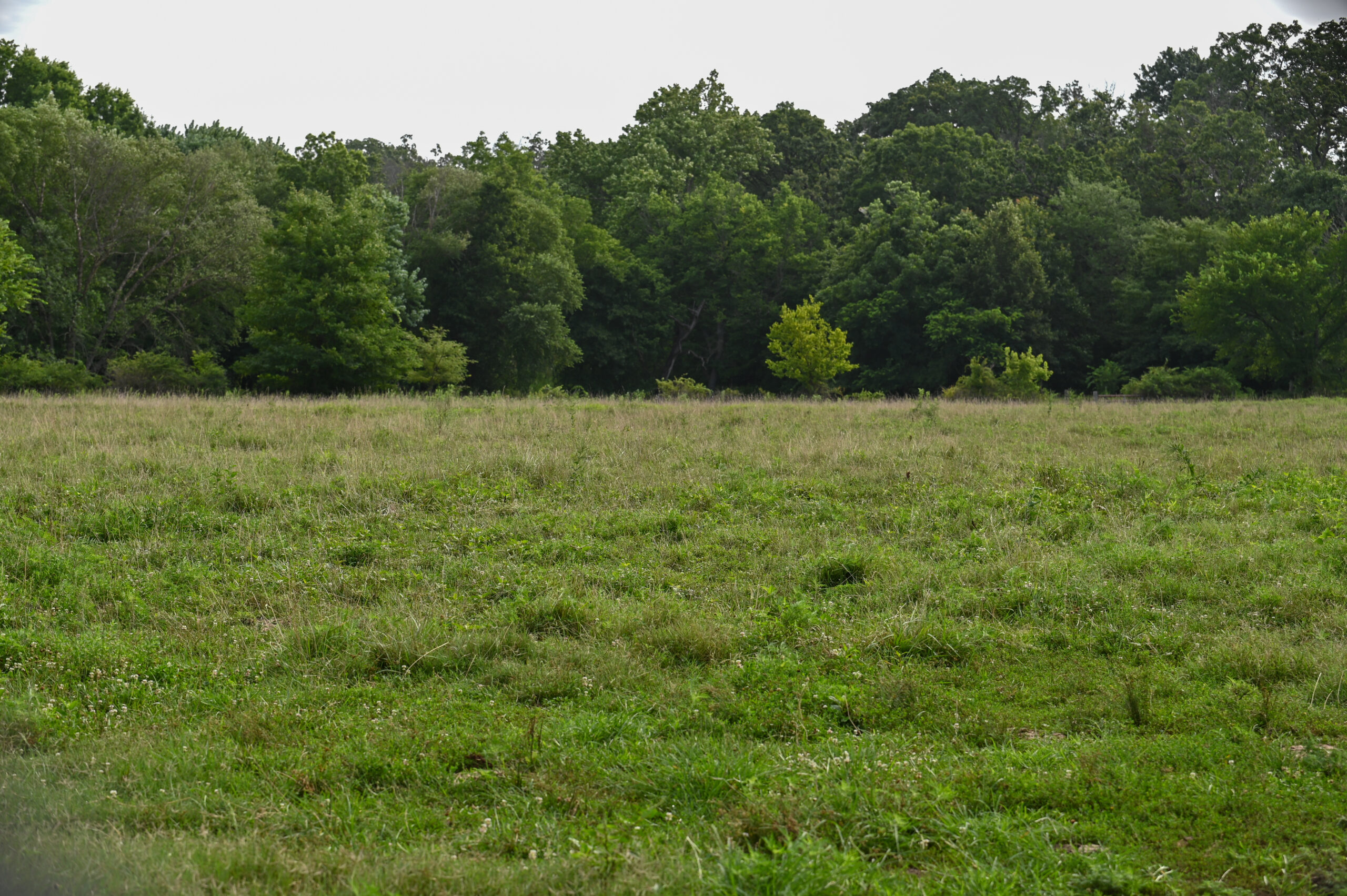 142+\- acres  For Sale El Dorado Springs MO