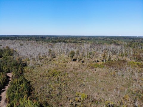 South Carolina Hunting Land for Sale