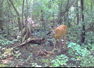 71.8-Acre Heavily Wooded Hunting Parcel with 4,500 Ft of St. Francis River Frontage