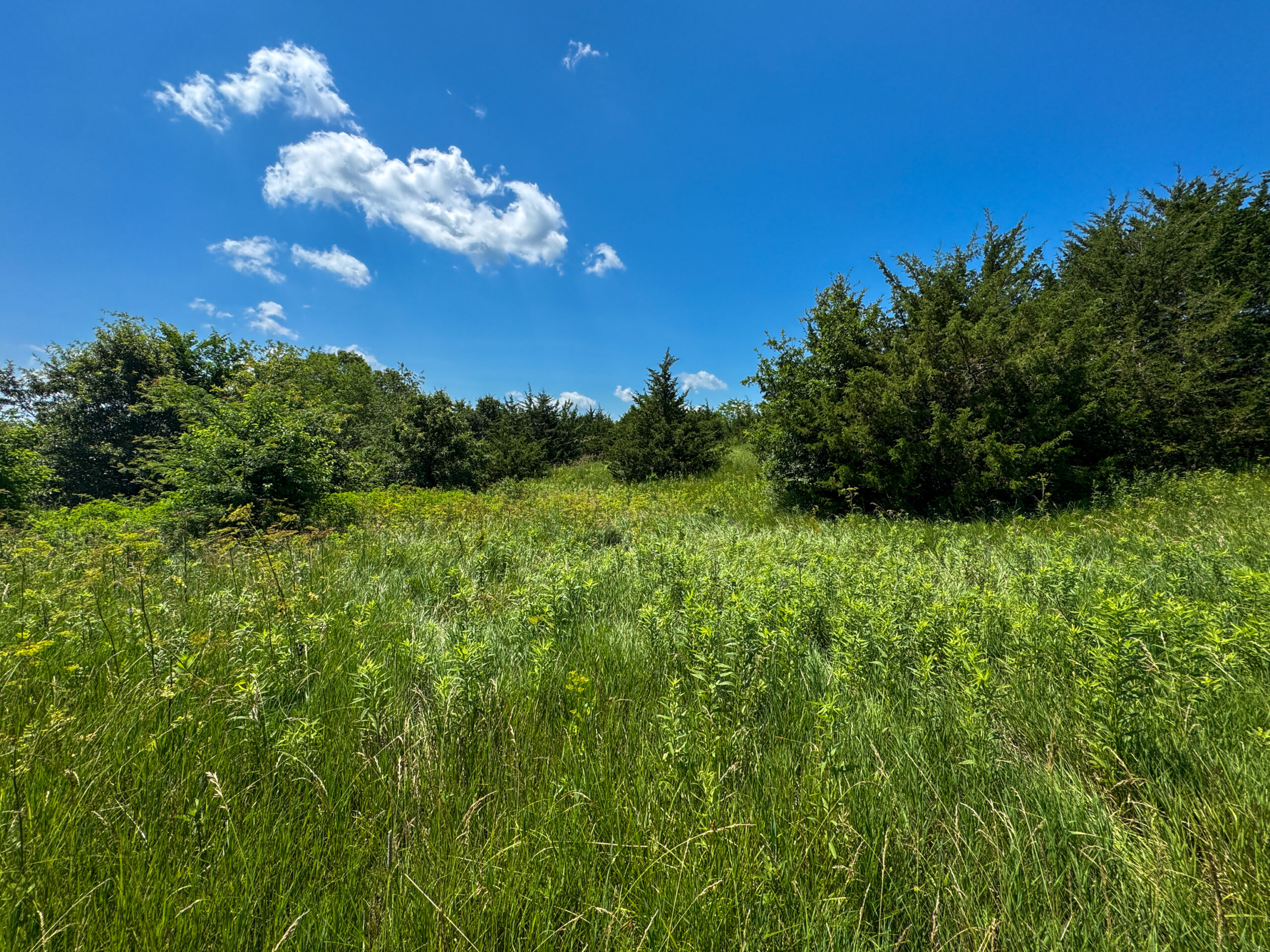 Trophy Hunting • Building Potential • Hobby Farm Opportunity – Monroe County, Iowa 72 +/- Acres